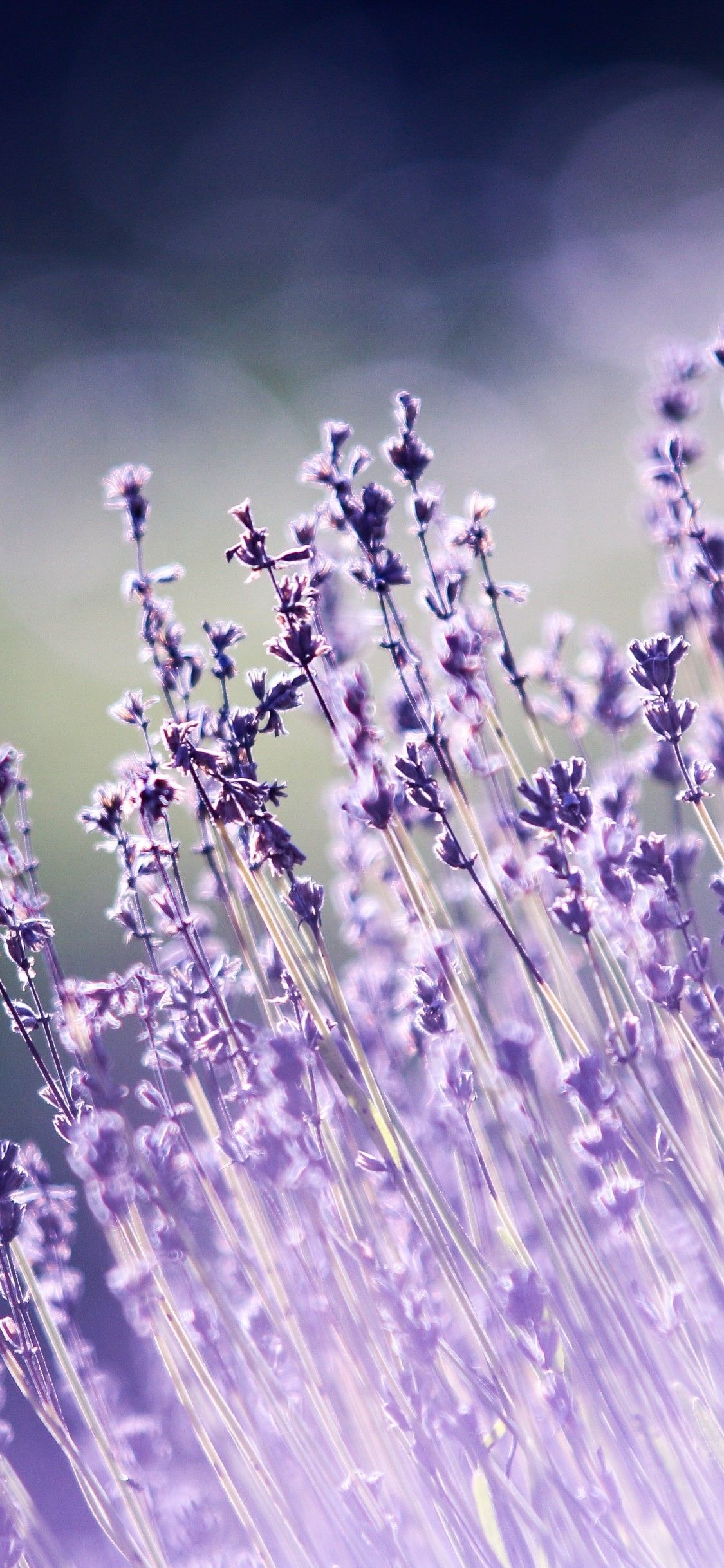 Lavender flowers 4K Wallpaper, Bokeh, Blur, Garden, Purple, Aesthetic, 5K, Flowers