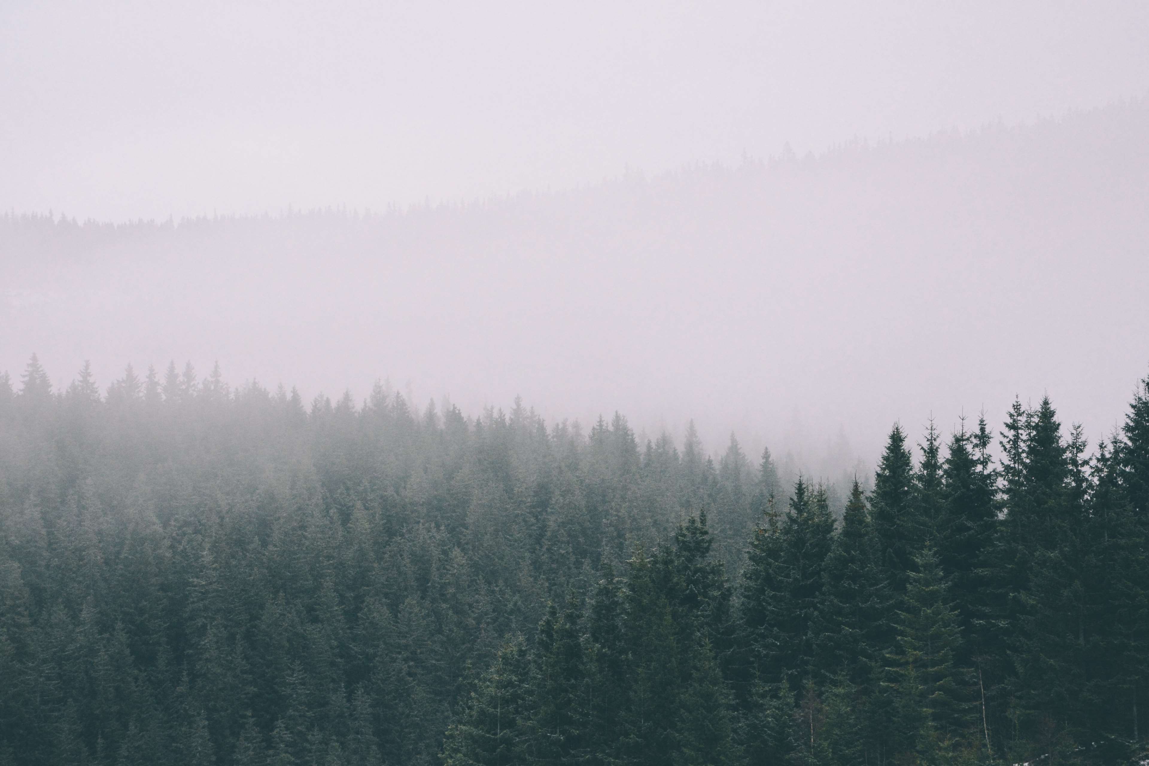 adventure, fog, forest, green, mountain, nature, transparency, travel, trees, wallpaper, winter, wood, woods 4k wallpaper