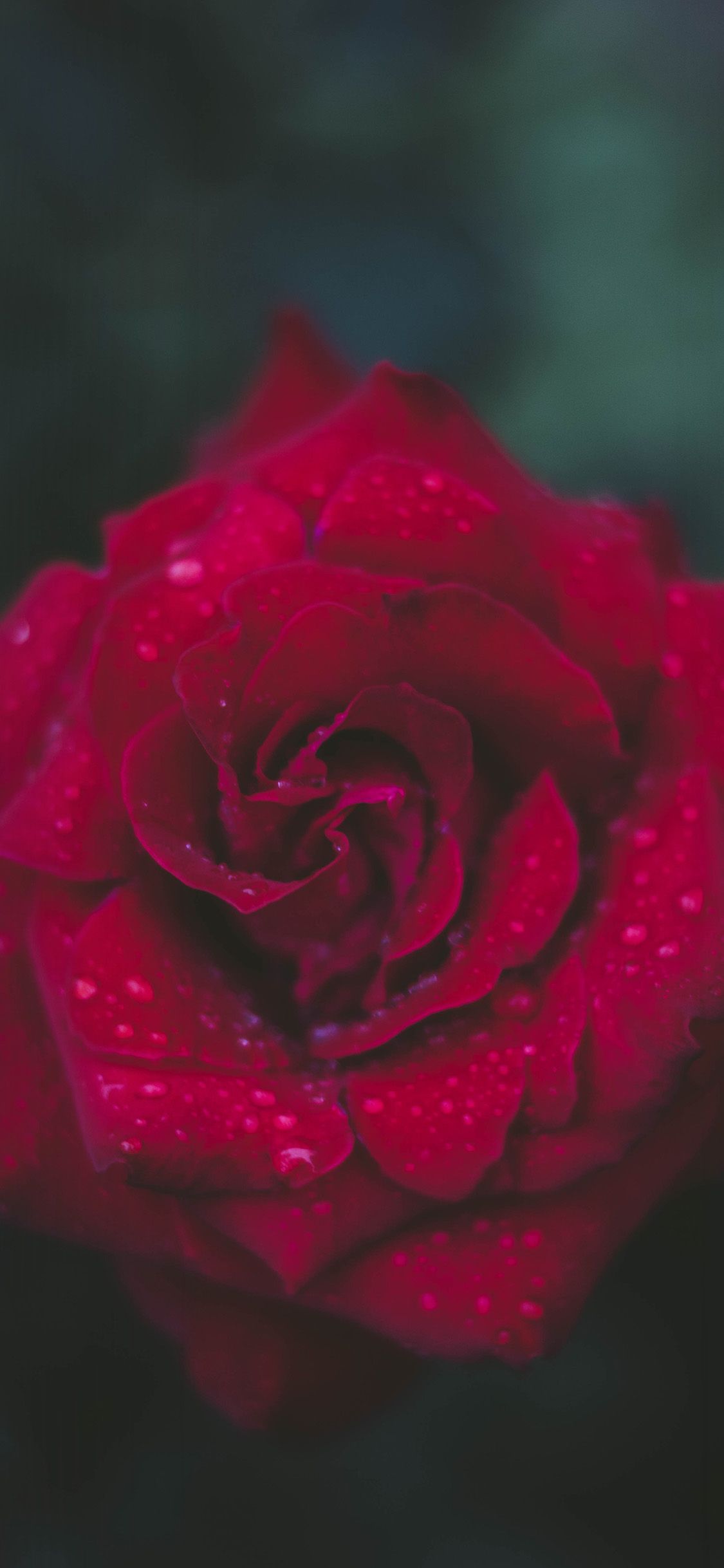 iPhone X wallpaper. rose red flower nature
