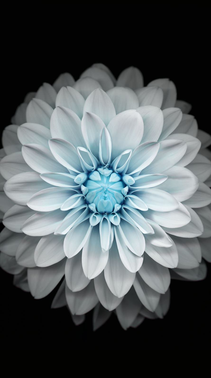 iPhone Blue Flower Wallpaper 4k