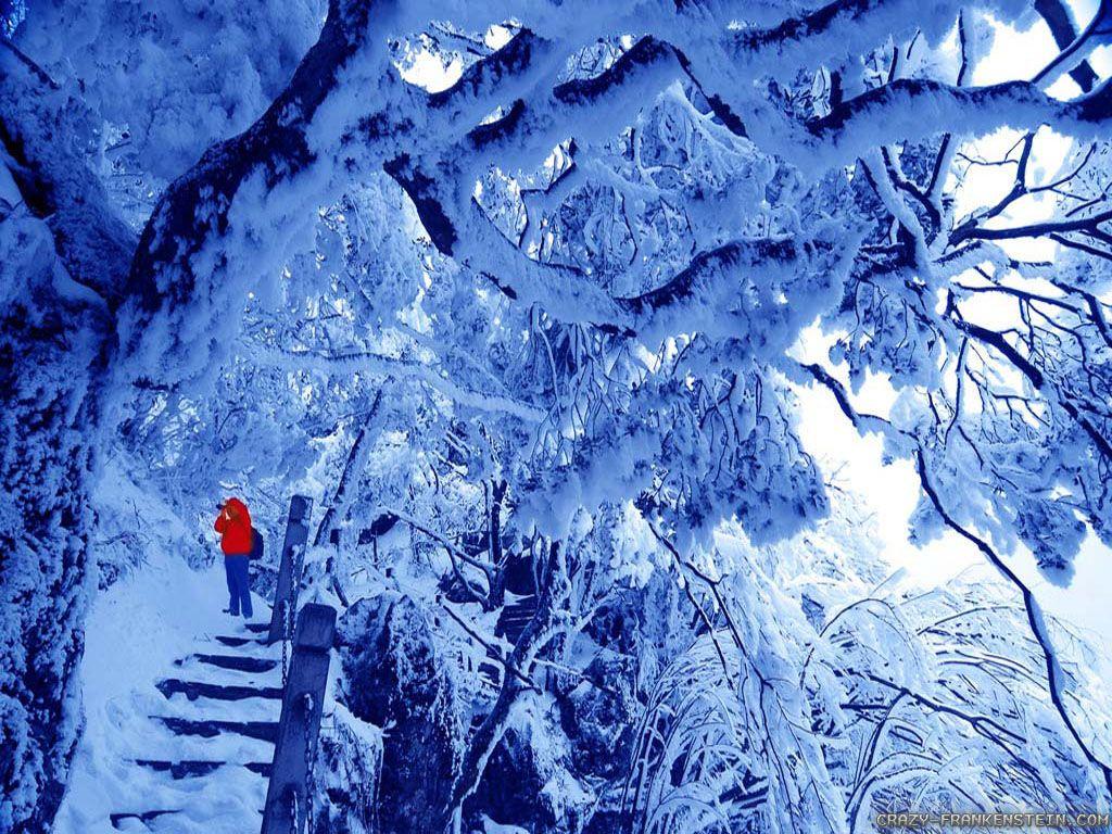 Winter Nature wallpaper