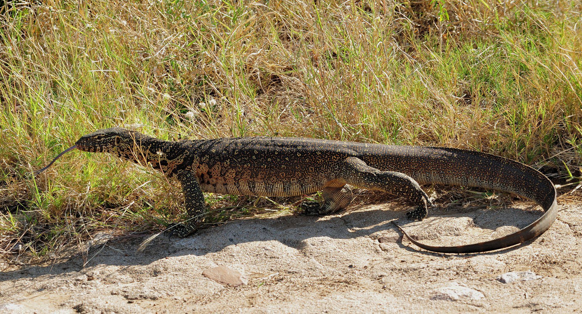 Monitor Lizard HD Wallpaper and Background Image