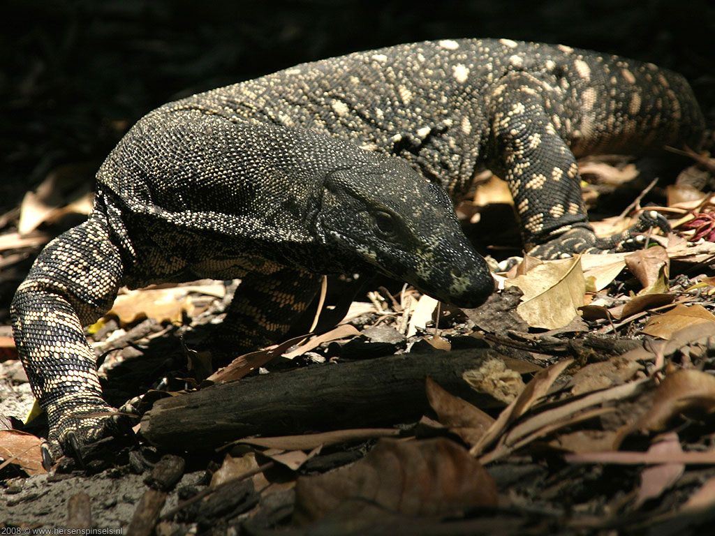 Wallpaper: 'Monitor lizard' (lace) monitor roaming the forest floor at the Cape Tribulation Beach. We are not sure about the kind if monitor lizard photographed. If you recognise the species