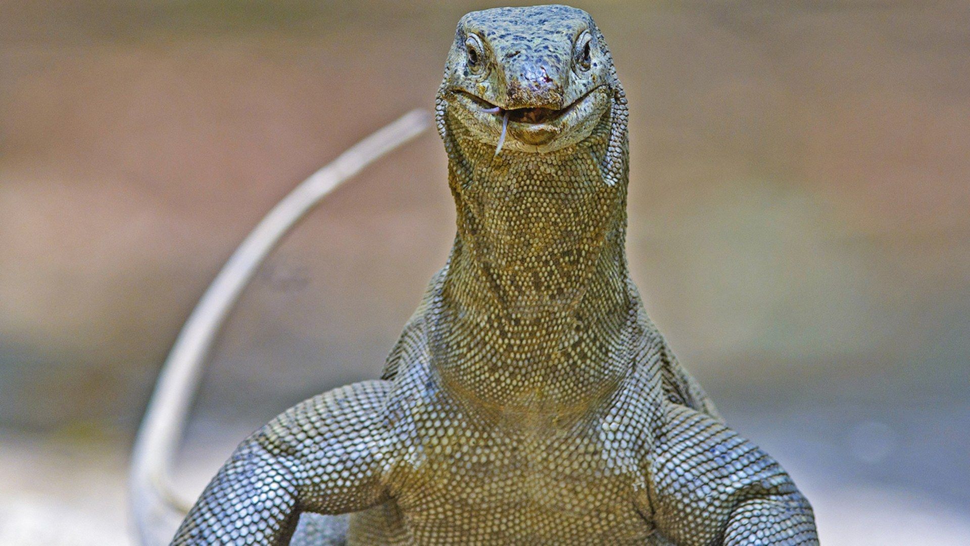 Bengal Monitor Lizard: Of Forked Tongues and Forts