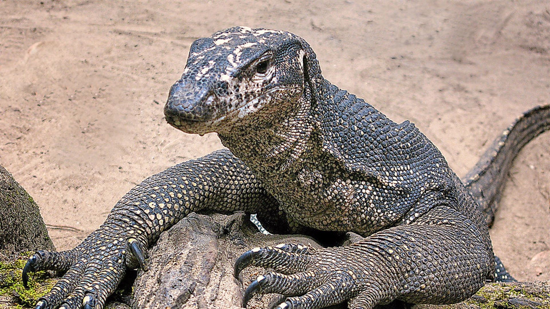 Monitor Lizard Wallpapers Wallpaper Cave