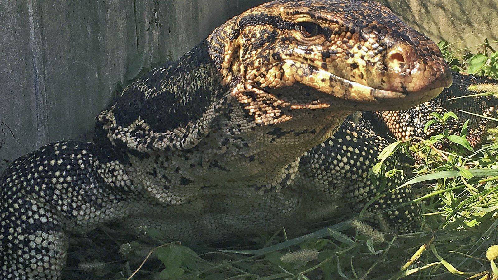 Florida man pleads guilty to smuggling more than 20 monitor lizards into U.S