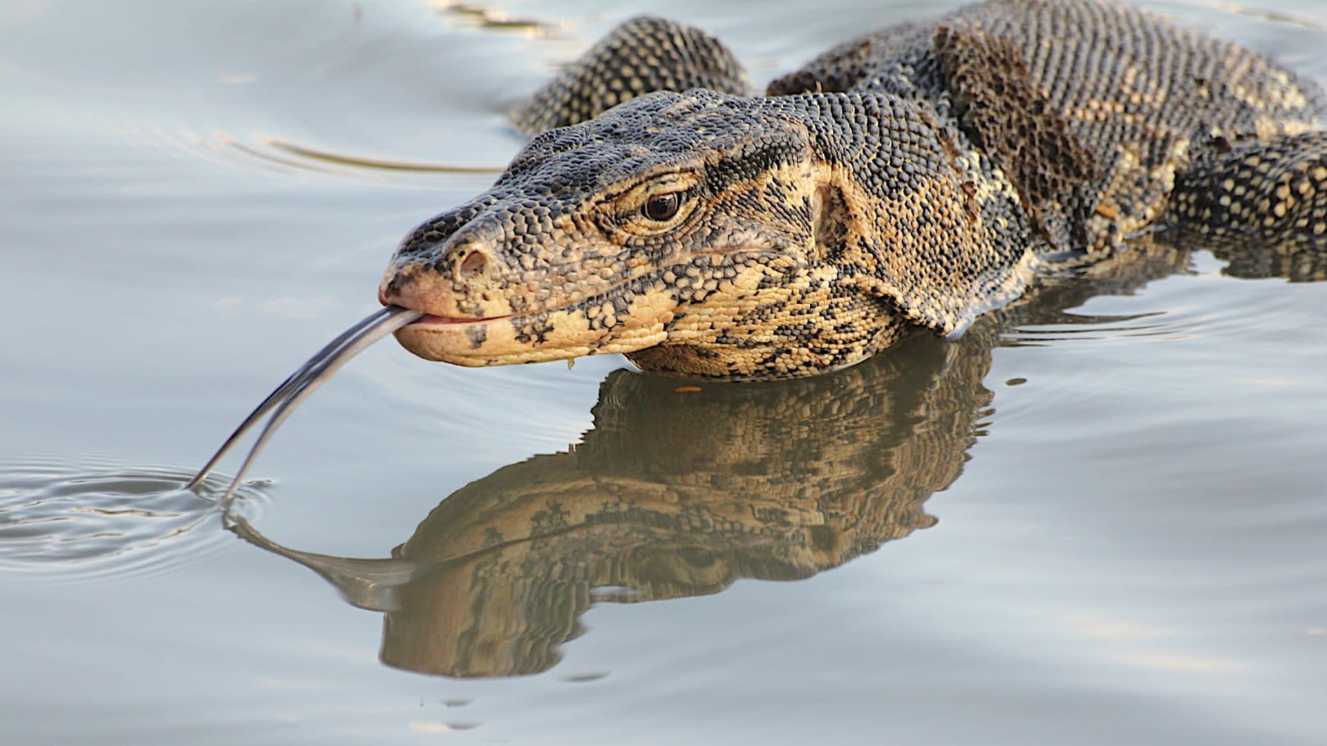Living Dragon: Defence of the Water Monitor Lizard