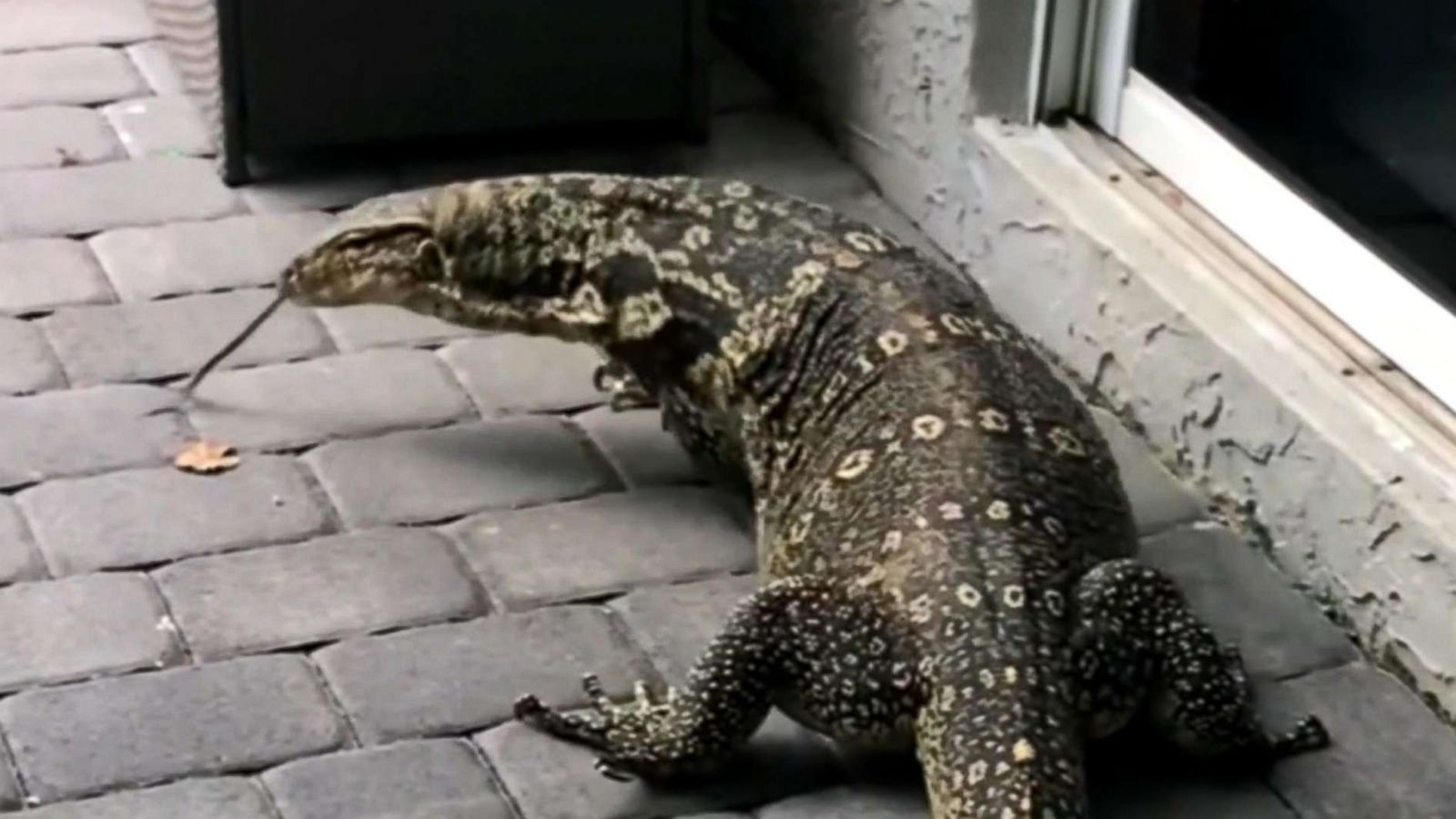 Giant lizard terrorizes Florida family after moving into their backyard