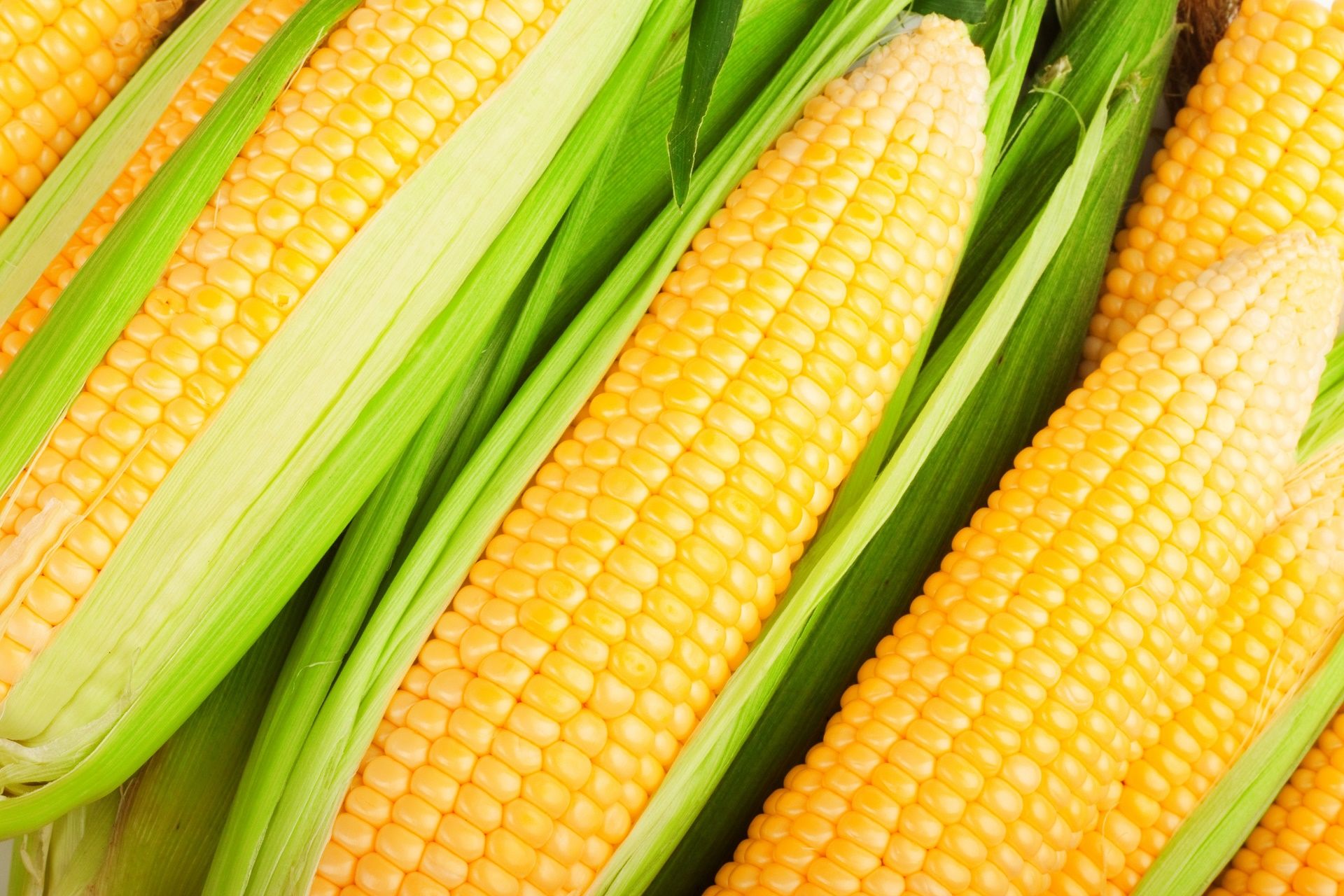 Corn HD Wallpaper