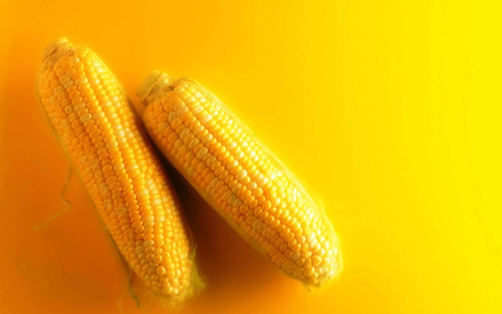 Wallpaper Picture Gallery: Fresh Corn
