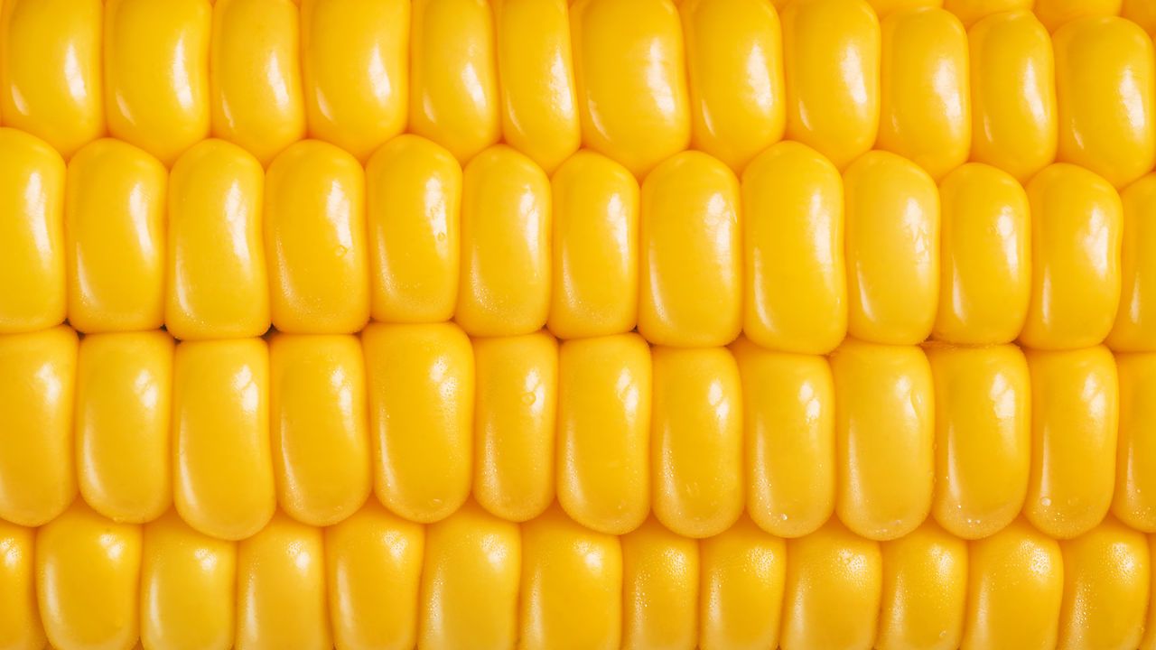 Premium Vector | Corn seamless pattern cute background vector cute corns  seamless pattern isolated corn seamless background vector illustration