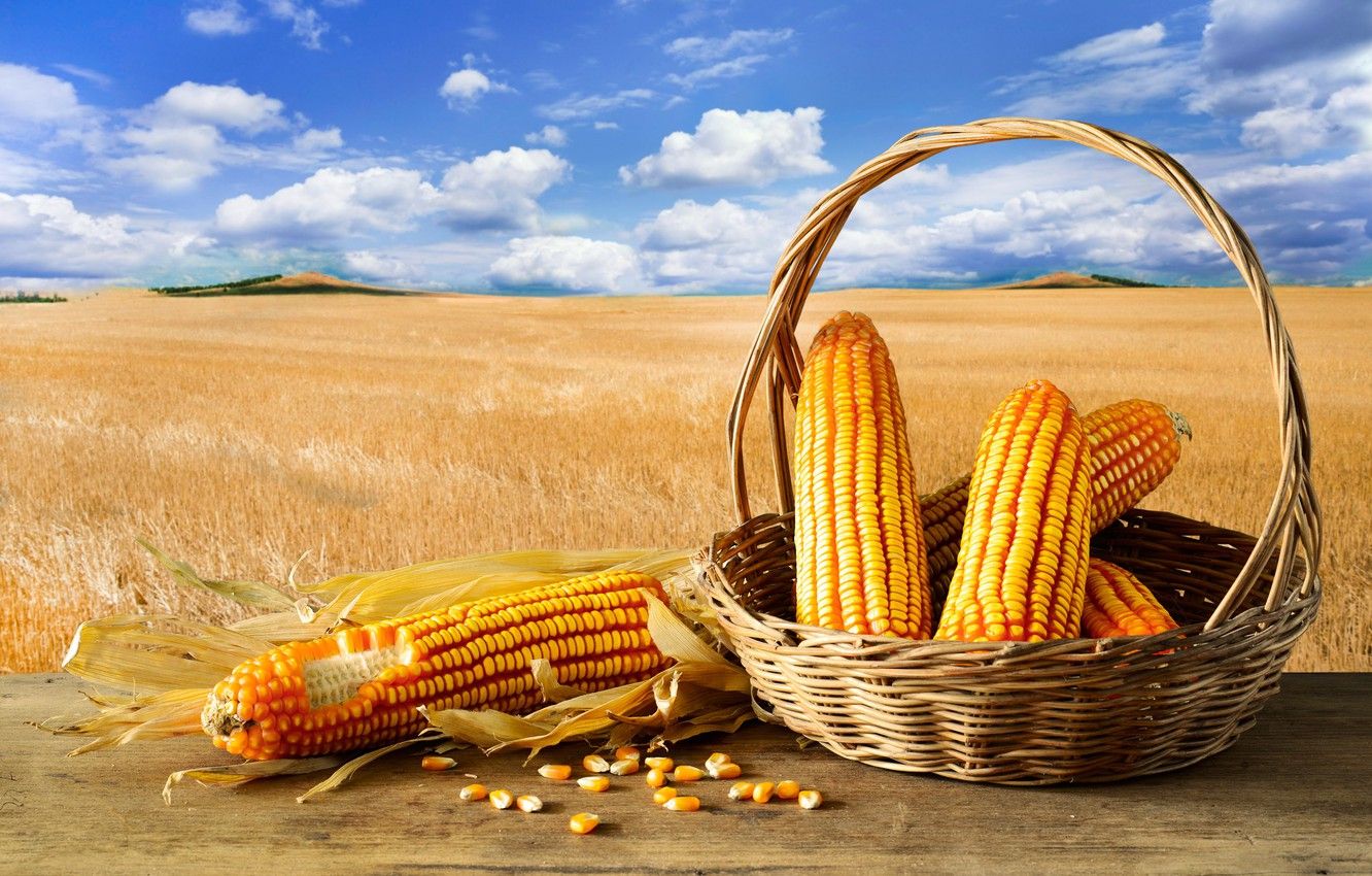 corn wallpaper, corn on the cob, sweet corn, corn kernels, corn on the cob, picnic basket, corn, basket, vegetarian food, vegetable, wicker