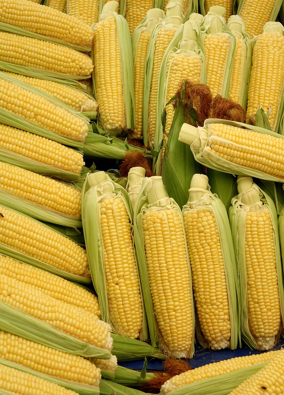 corn wallpaper, corn on the cob, corn kernels, sweet corn, corn on the cob, corn, vegetable, food, vegetarian food, cuisine, plant