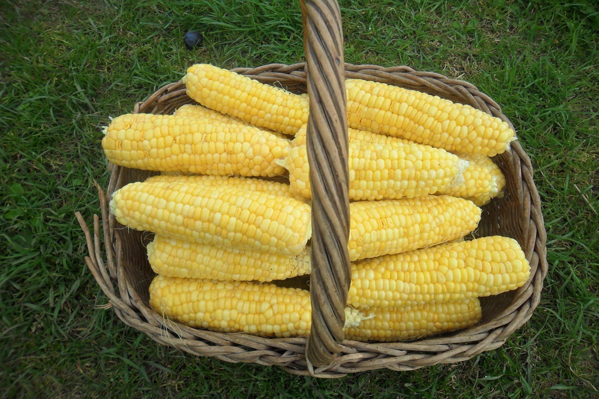 Corn. Free Download HD Desktop Wallpaper Background Image