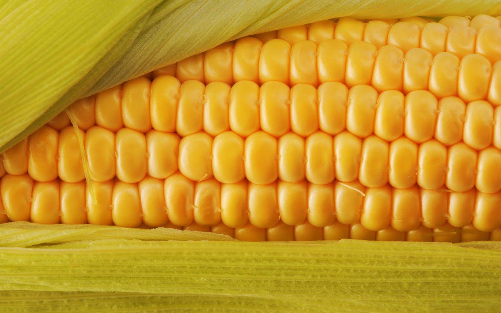 corn wallpaper, corn kernels, corn on the cob, sweet corn, corn, natural foods