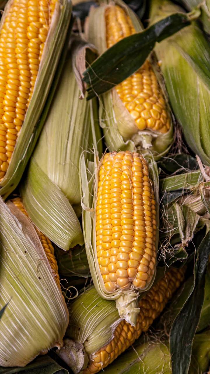 Corn wallpaper