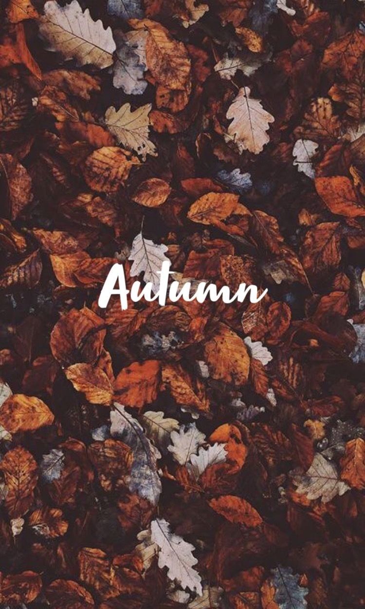 Uploaded by Gabby Black. Find image and videos about love, autumn and background. Autumn leaves wallpaper, Cute fall wallpaper, November wallpaper