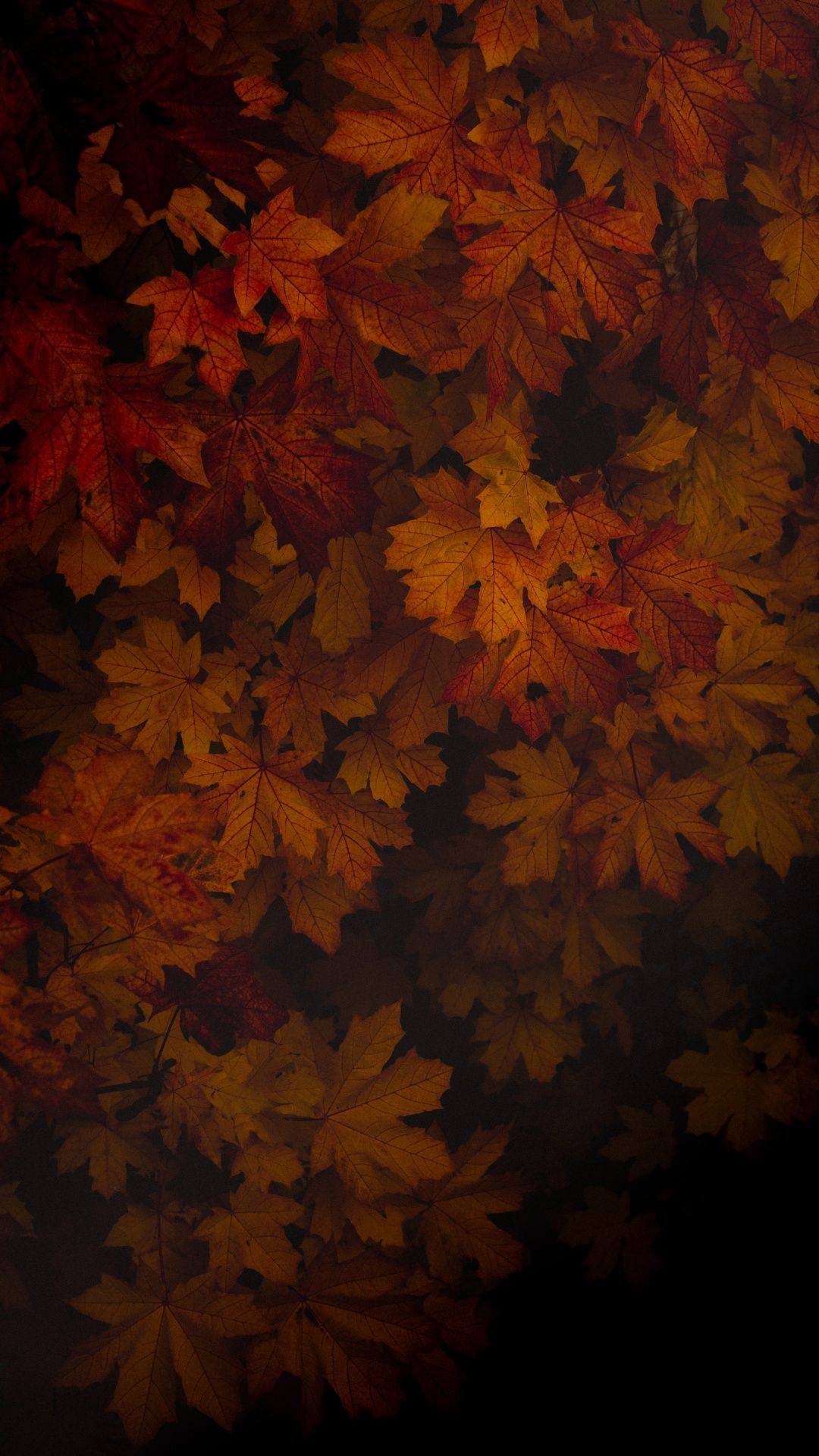 Red Leaves Phone Wallpaper