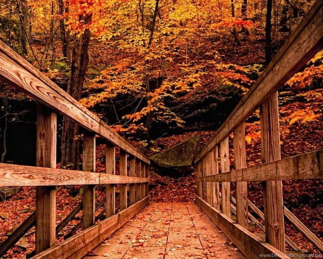 Wood Bridge In Autumn Forest Best HD Wallpaper For iPhone And. Desktop Background