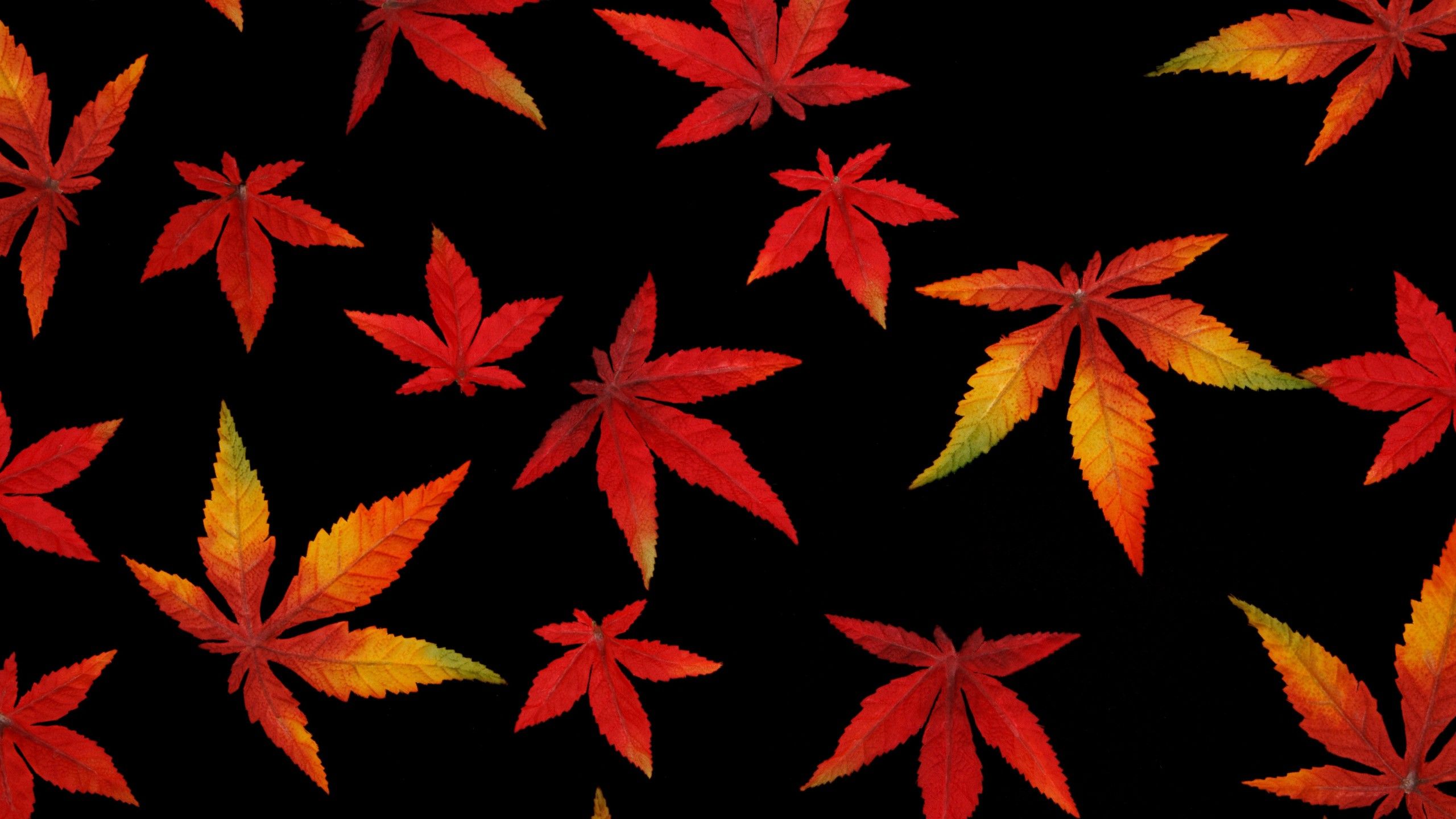 Autumn Leaves in Black Background 4K Wallpaper