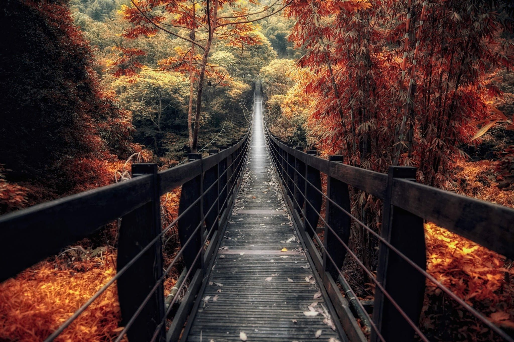 Wallpaper, 2048x1365 px, bamboo, bridge, fall, forest, landscape, nature, path, shrubs, trees, walkway, wooden surface 2048x1365