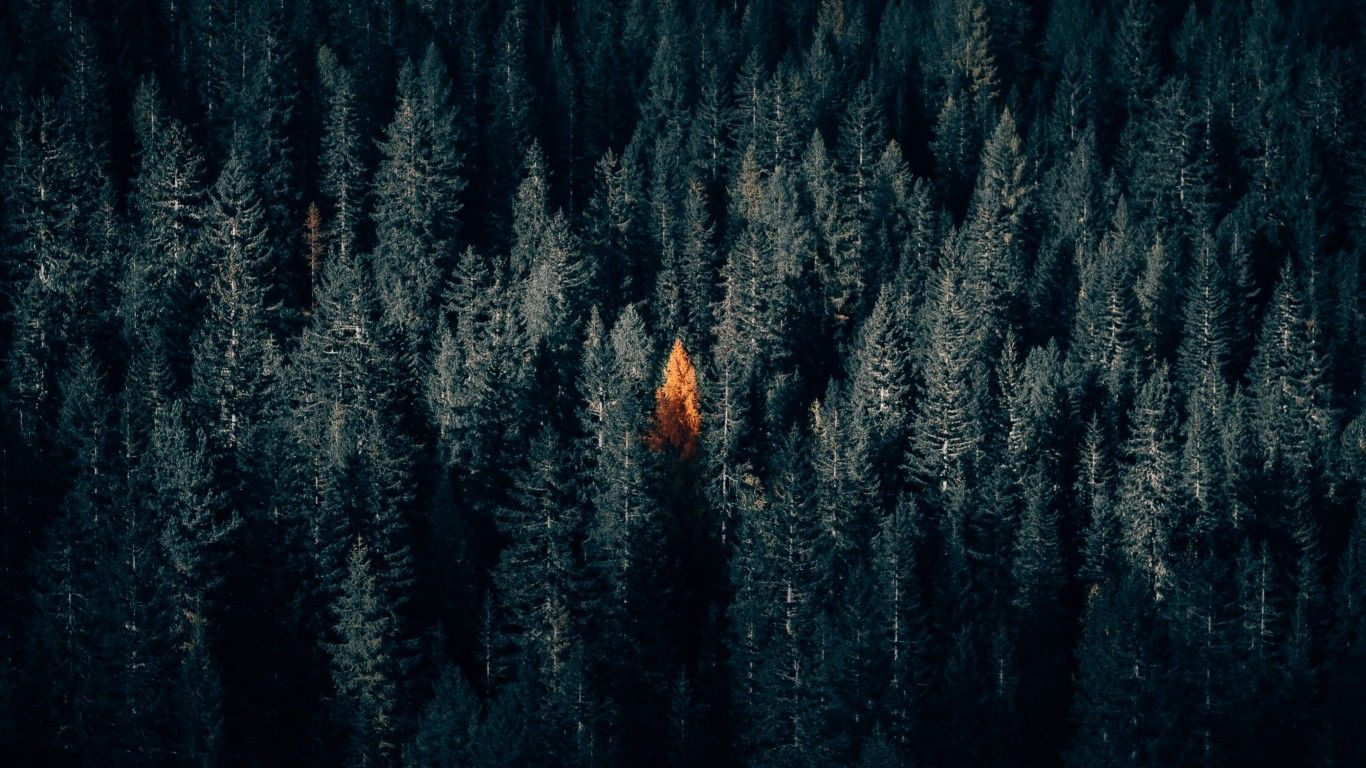 Download 1366x768 Dark Forest, Autumn, Fall, Aerial View Wallpaper for Laptop, Notebook