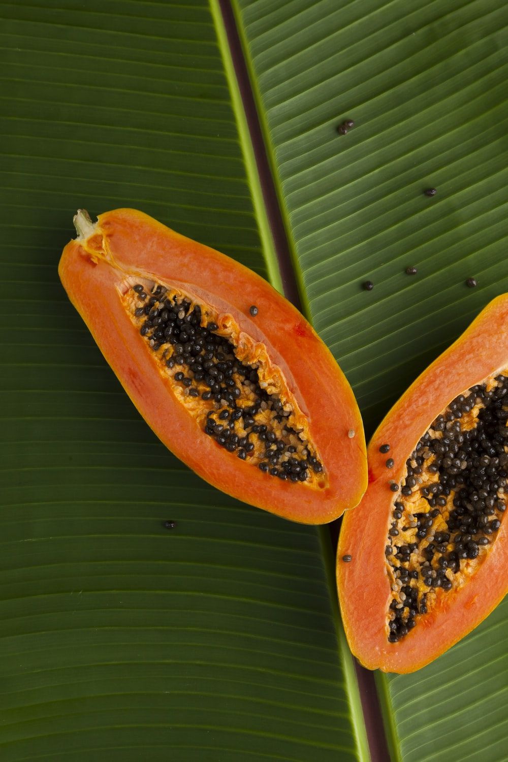 Papaya Leaf Picture. Download Free Image