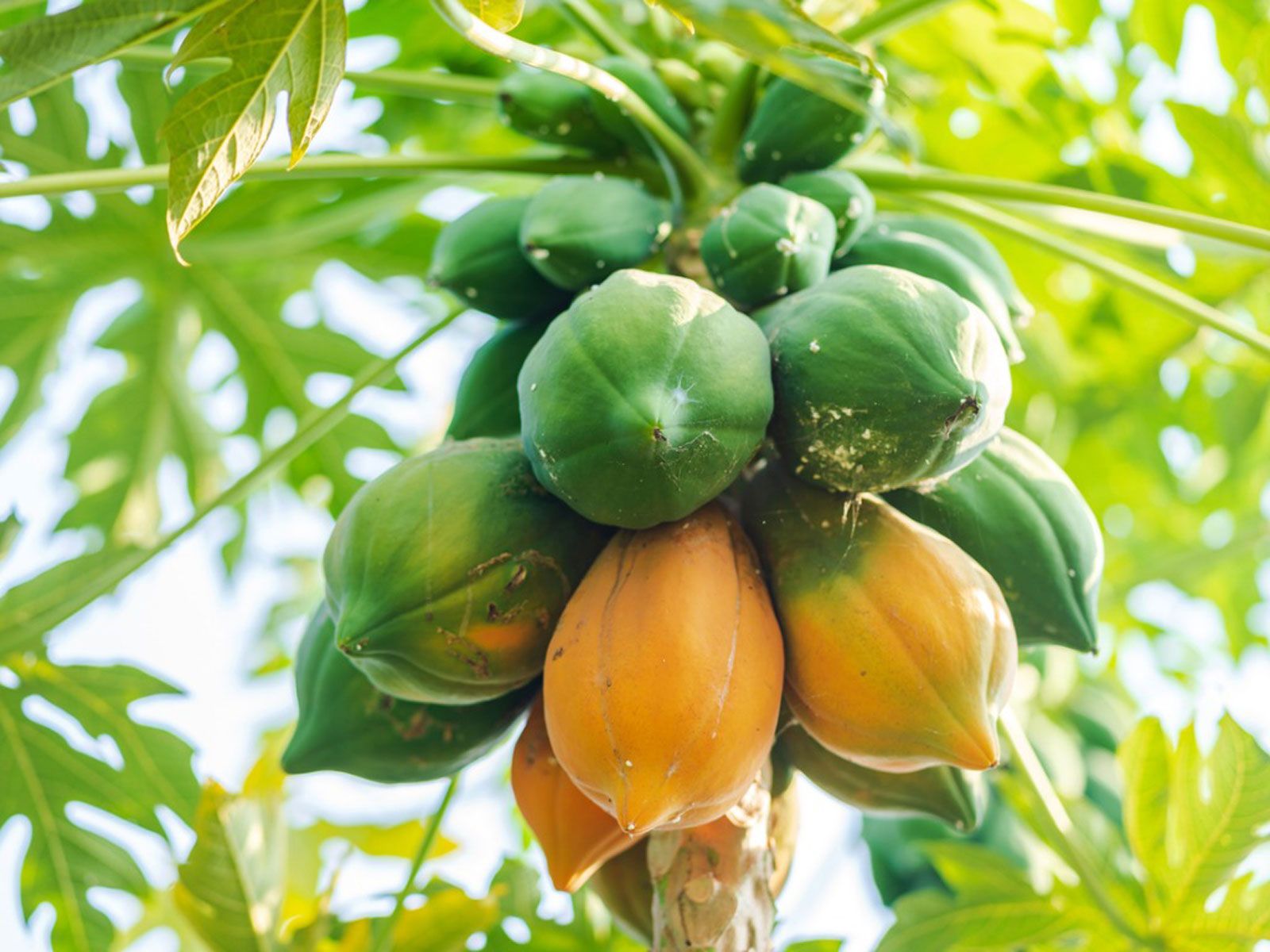 How To Harvest Papayas