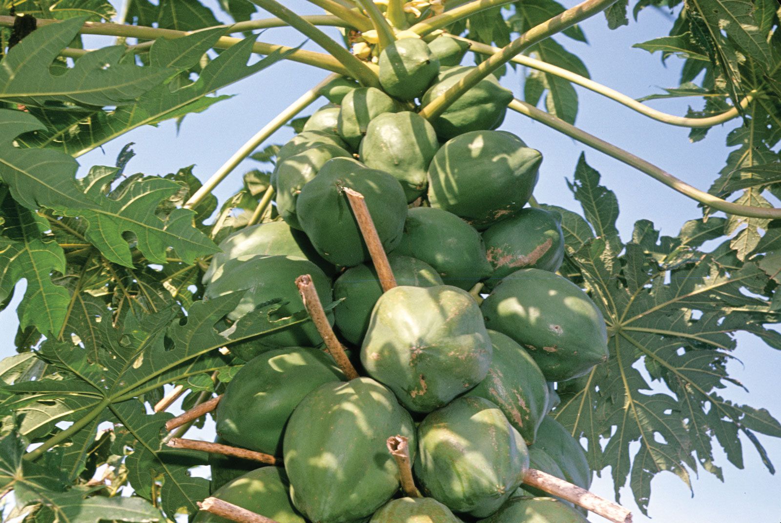 papaya. Description, Cultivation, Uses, & Facts