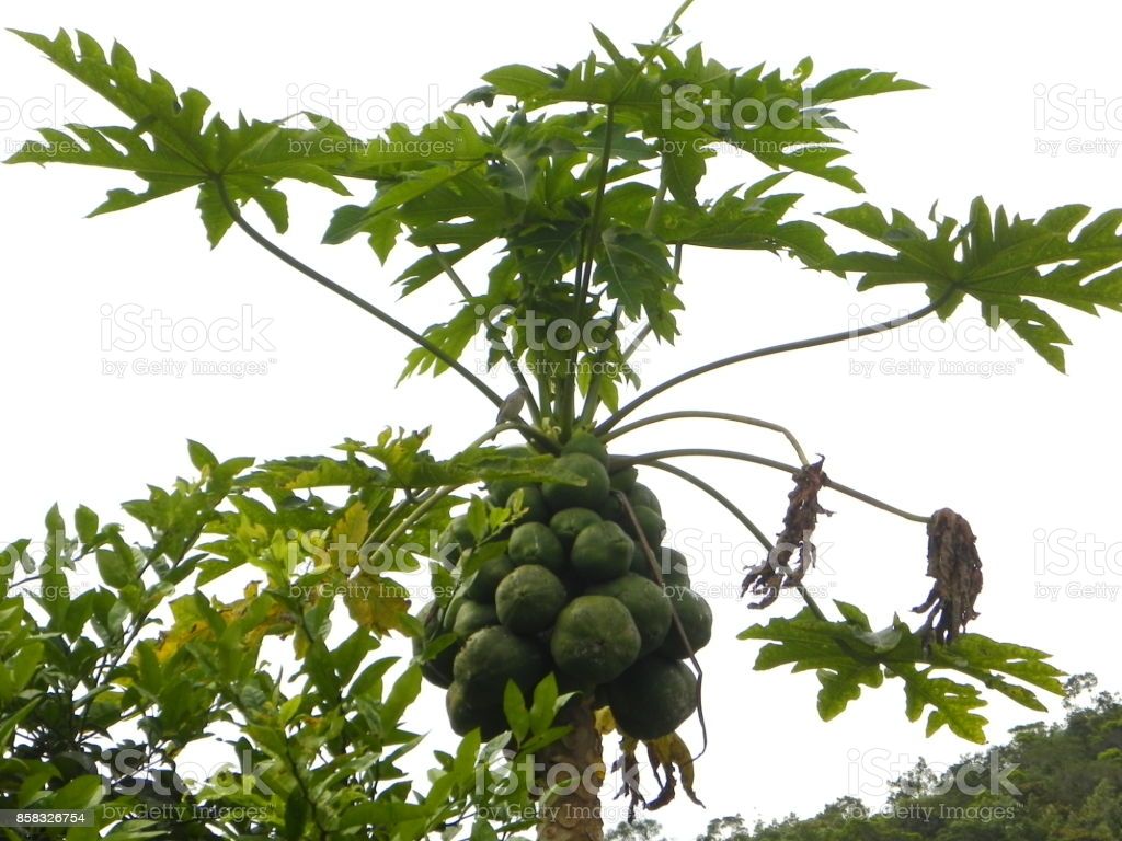 Pawpaw Tree With Fruits Image Now
