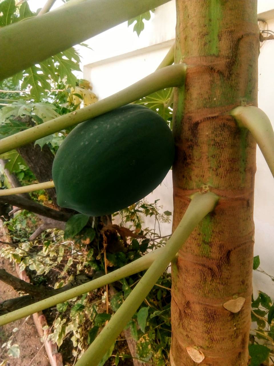 Pawpaw tree wallpaper