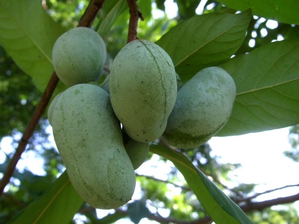 PawPaw: All About North America's Largest Edible Fruit Green Planet
