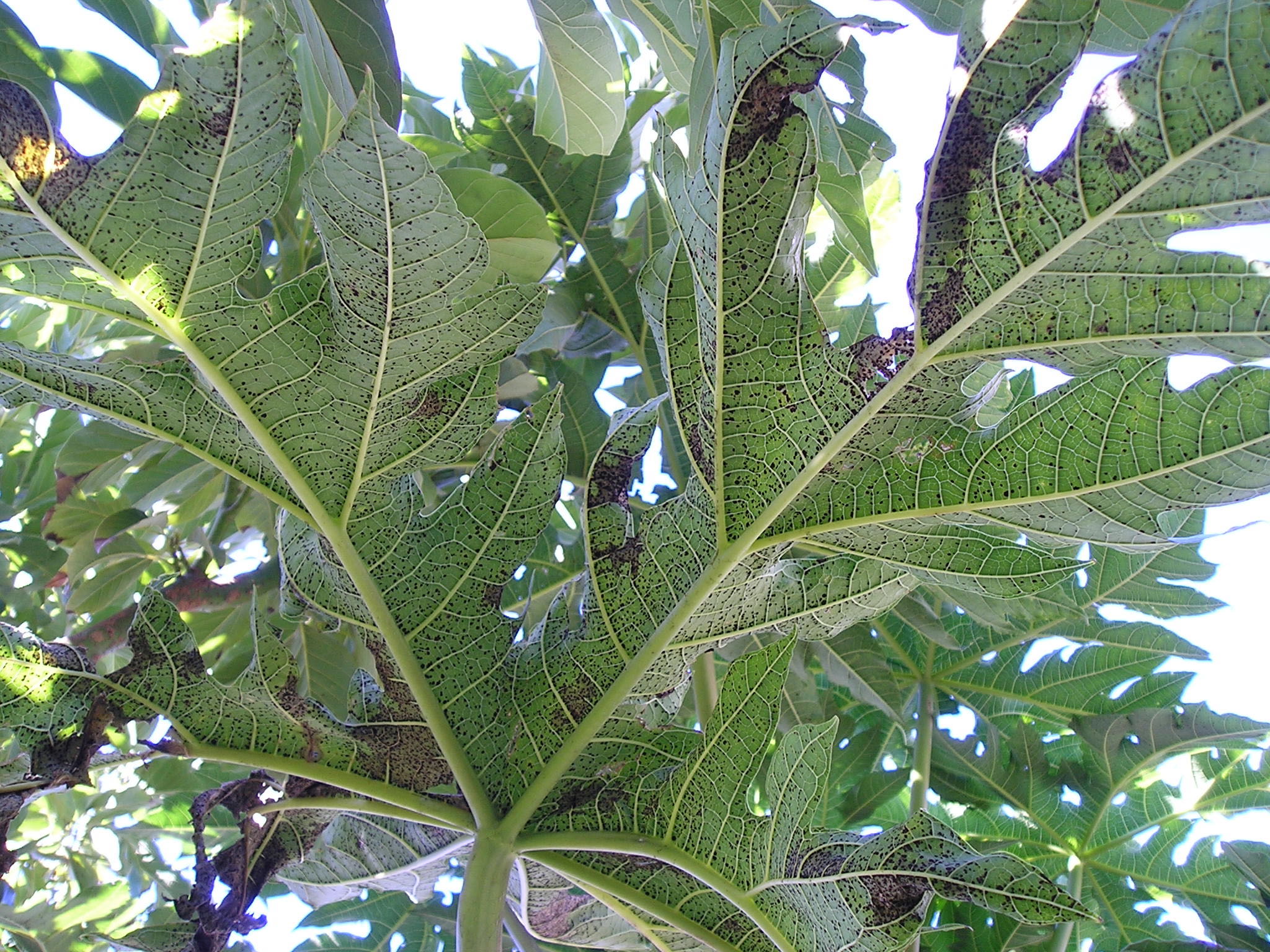 Protecting Pawpaw Plants Against Black Spot Disease