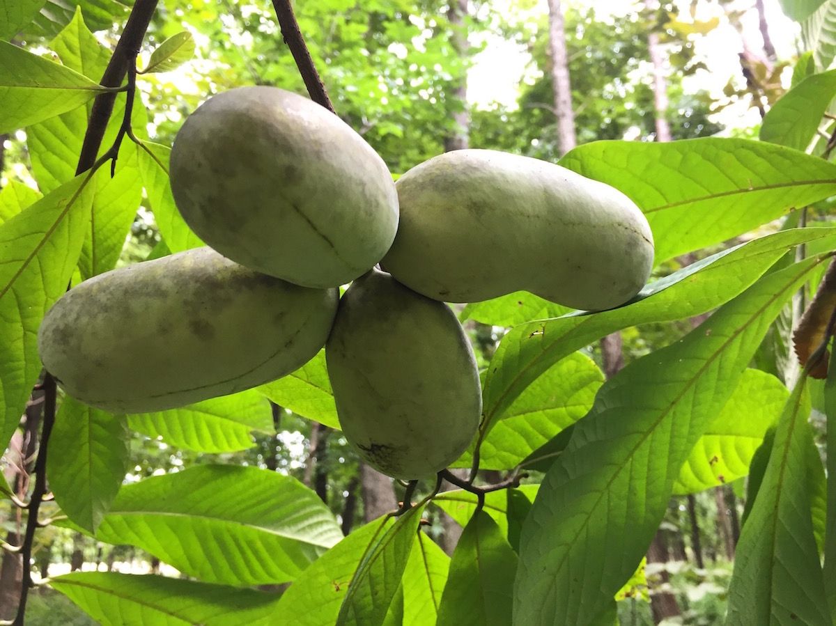 How to Make What Is A Paw Paw Fruit