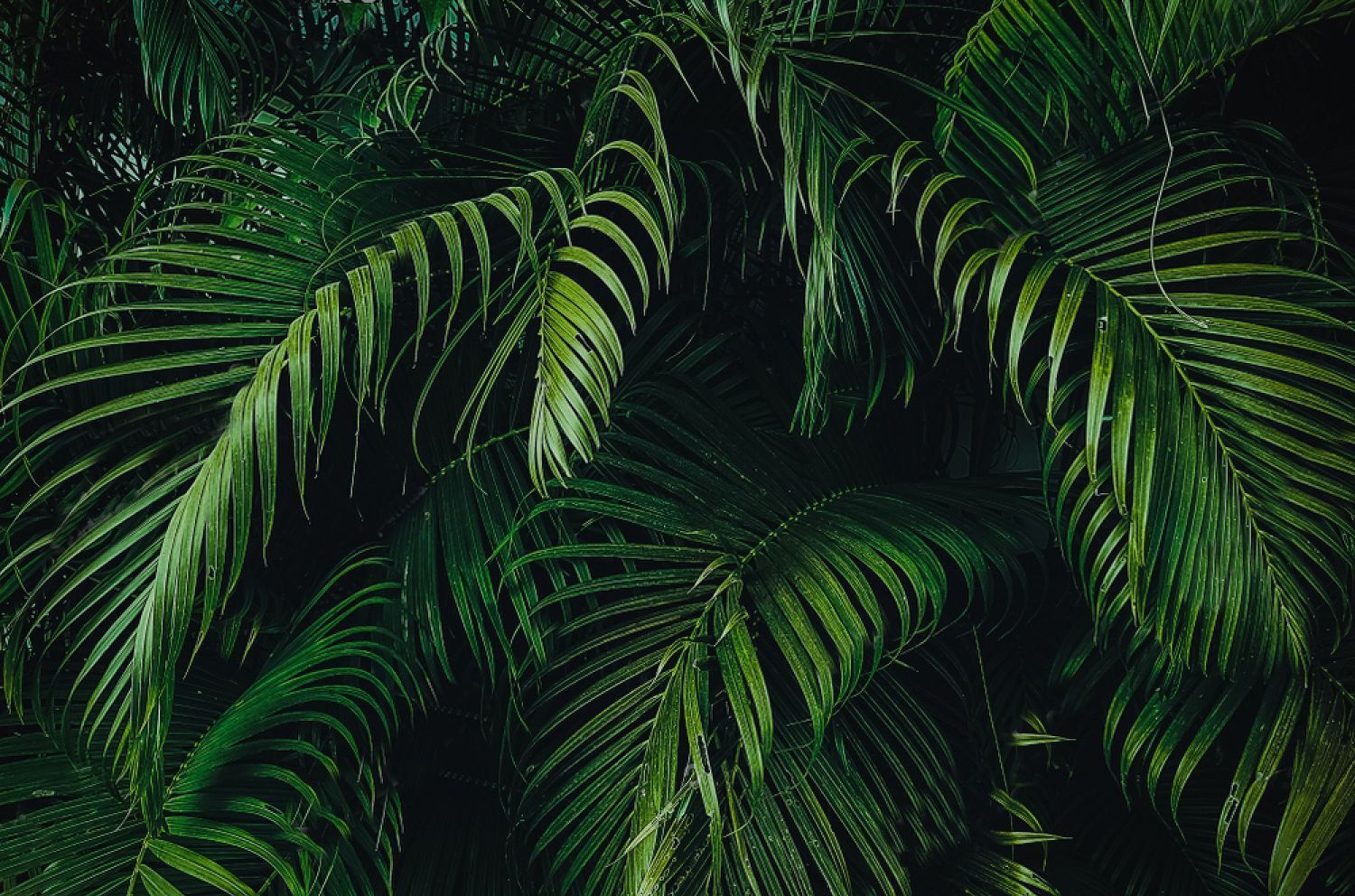 Jungle Leaves Wallpapers - Wallpaper Cave