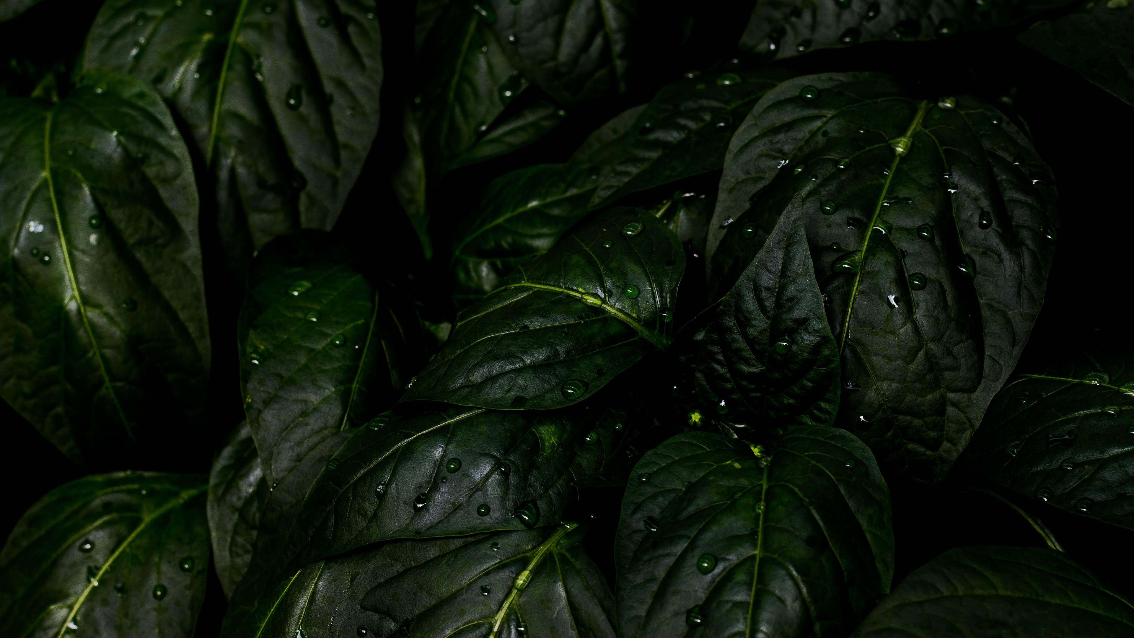 Tropical Leaves 4k Wallpapers Wallpaper Cave