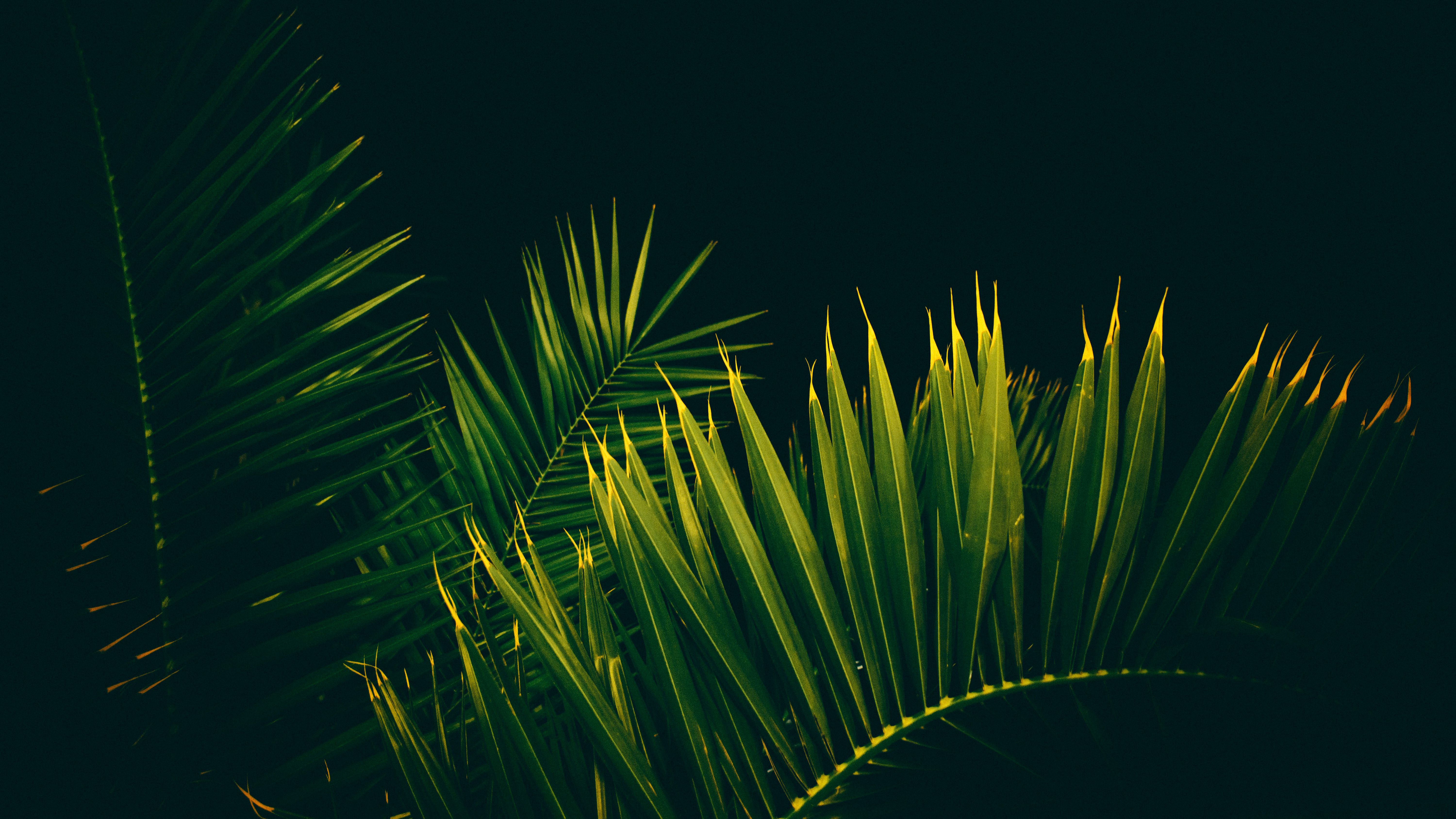 Palm Tree Leaves Branches 4K Wallpaper