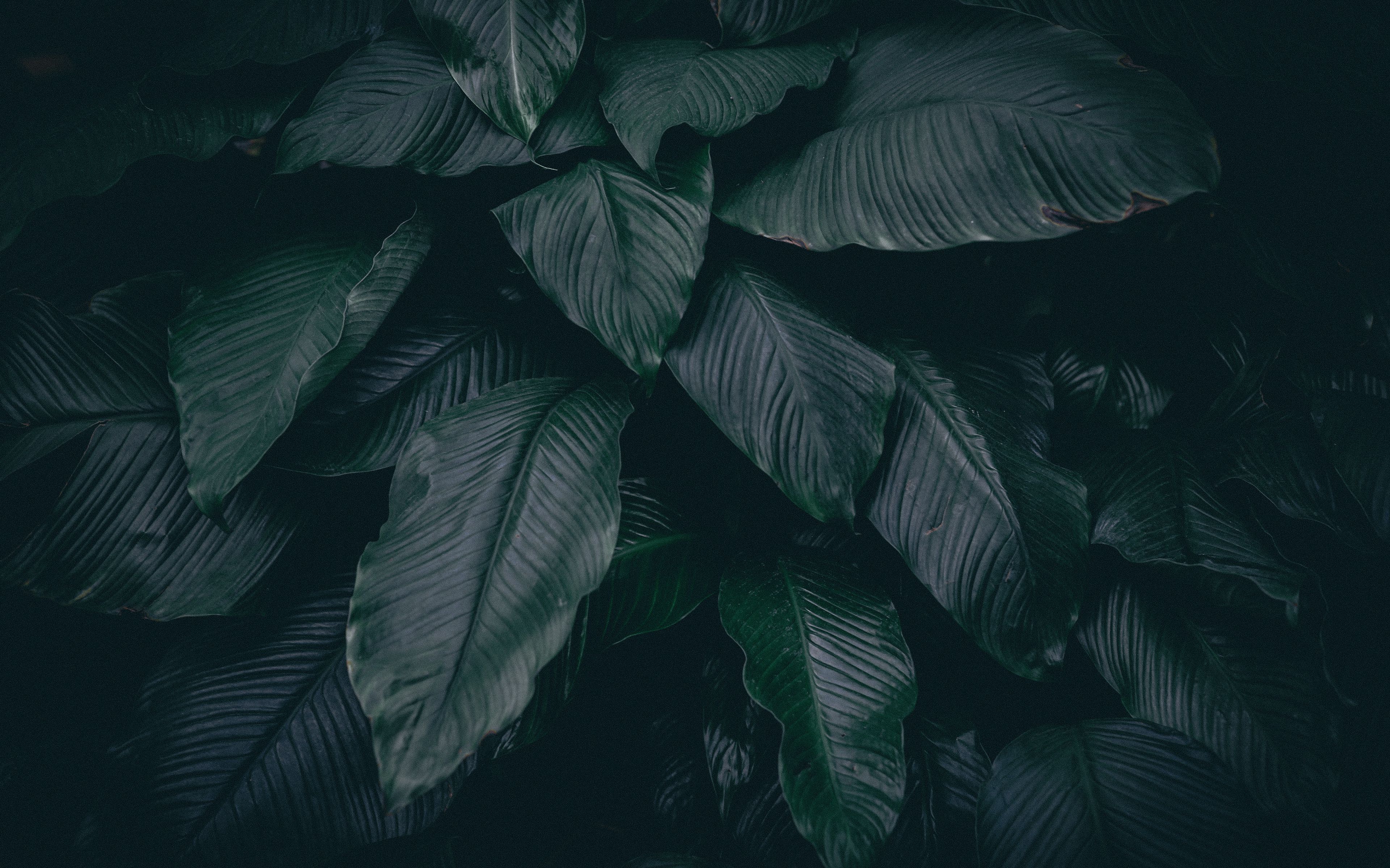 Tropical Leaves 4k Wallpapers - Wallpaper Cave