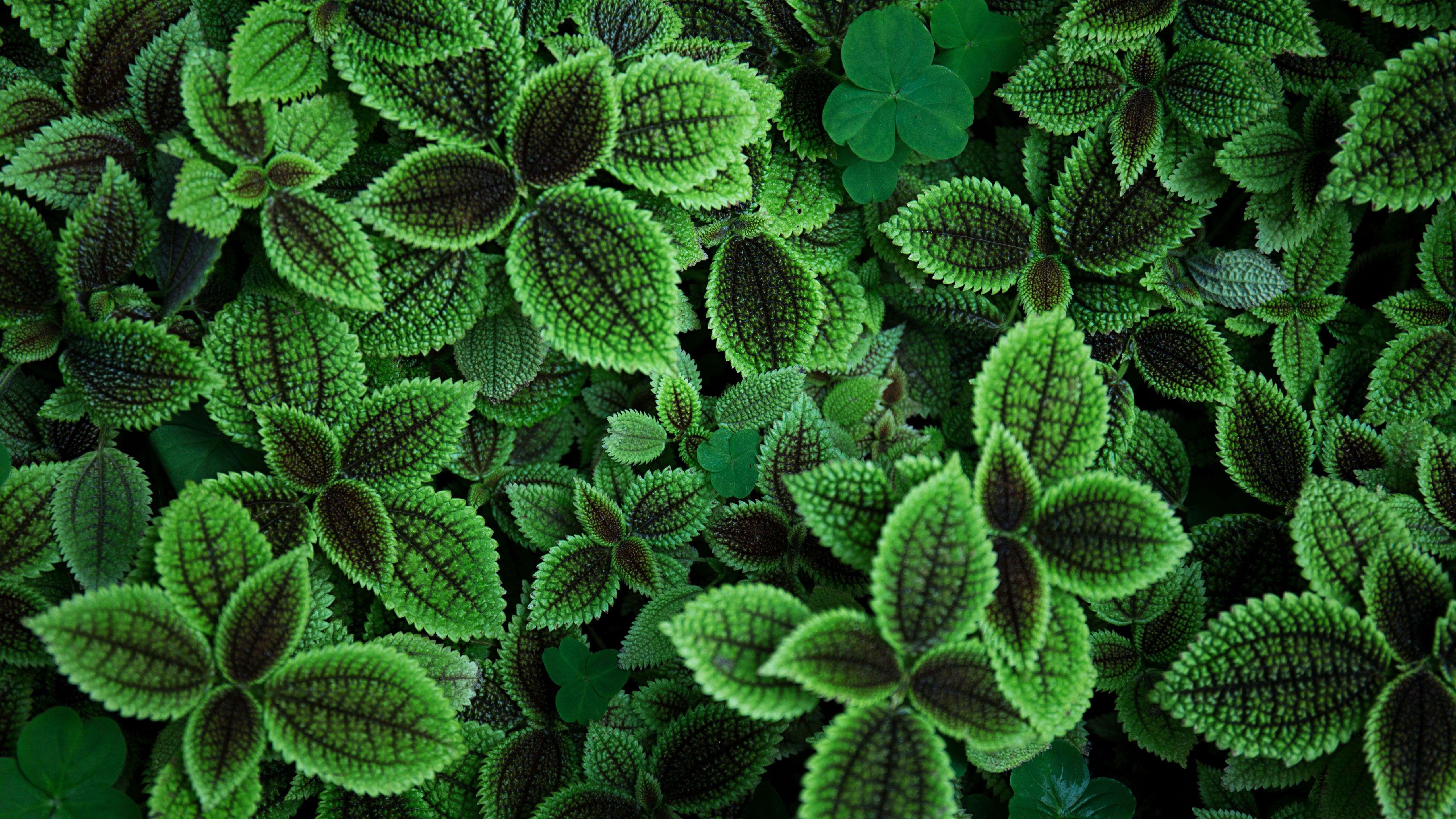 4k Wallpaper Green Leaves