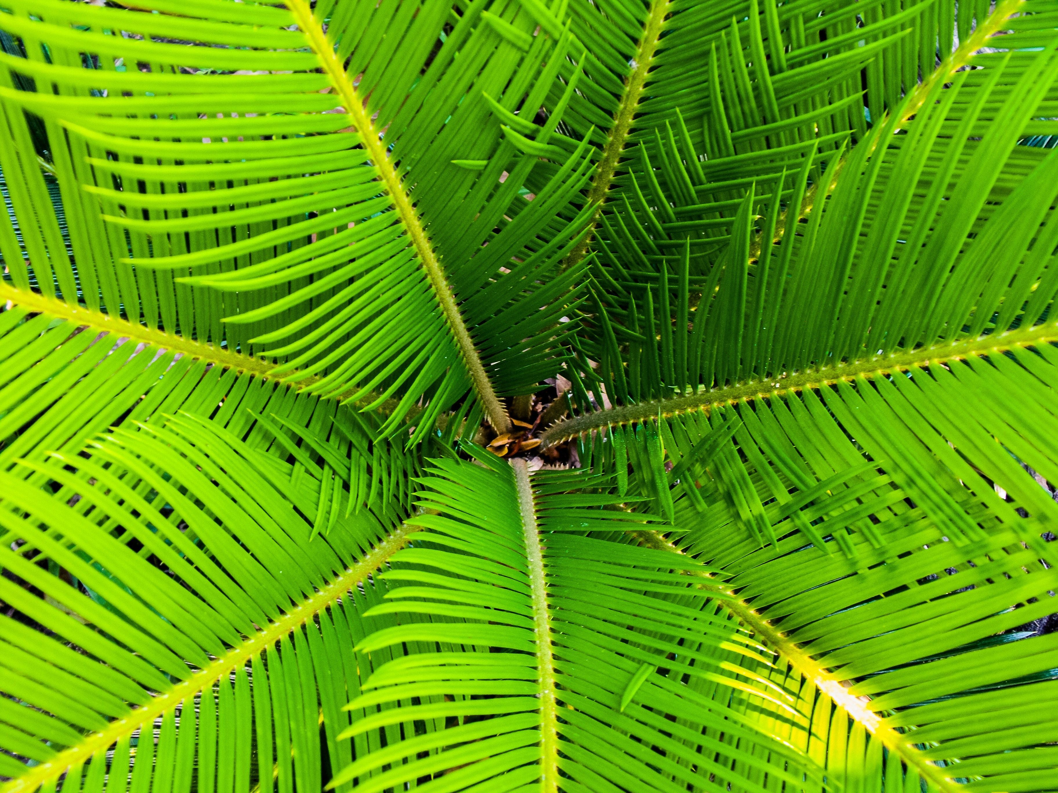 Green Palm Leaves · Free