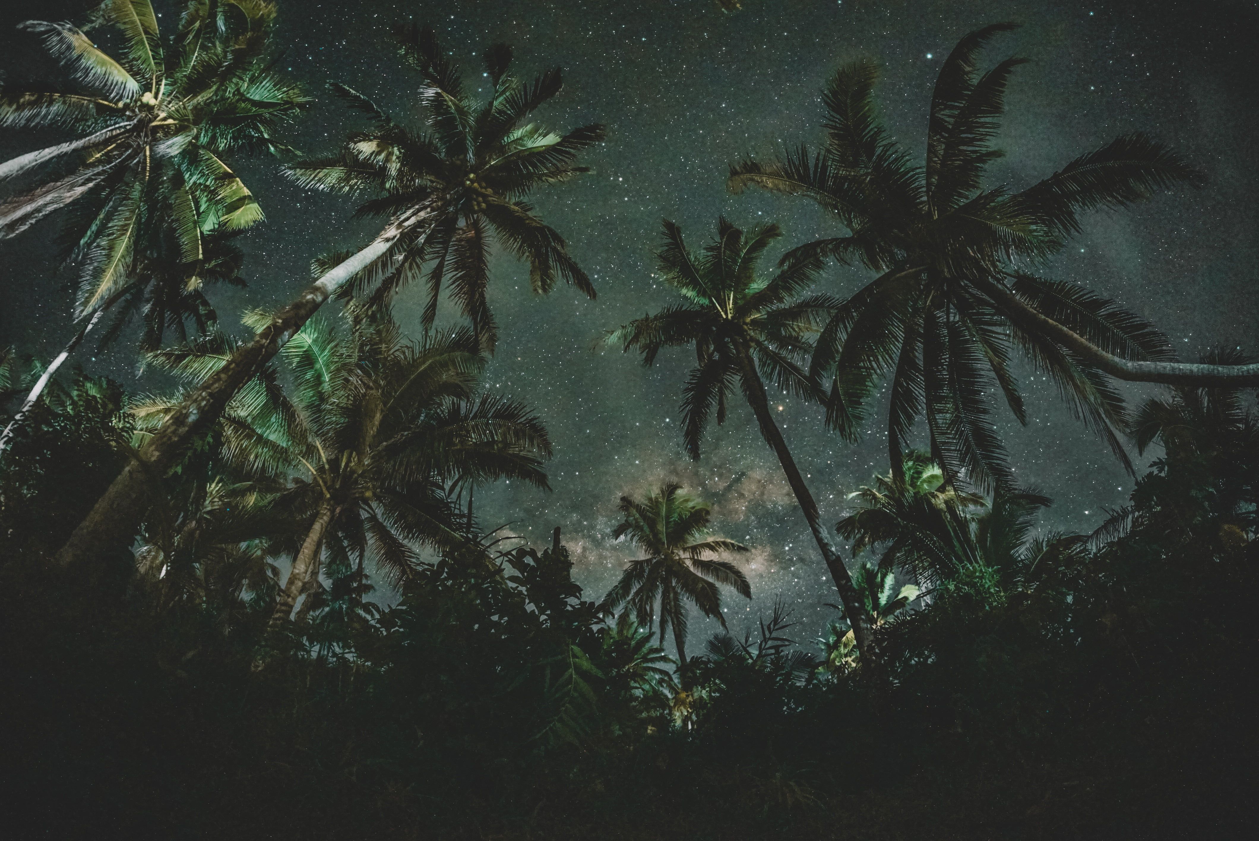 coconut trees #nature starry night #night palm trees #dark K #wallpaper #hdwallpaper #desktop. Palm trees wallpaper, Plant wallpaper, Mac wallpaper
