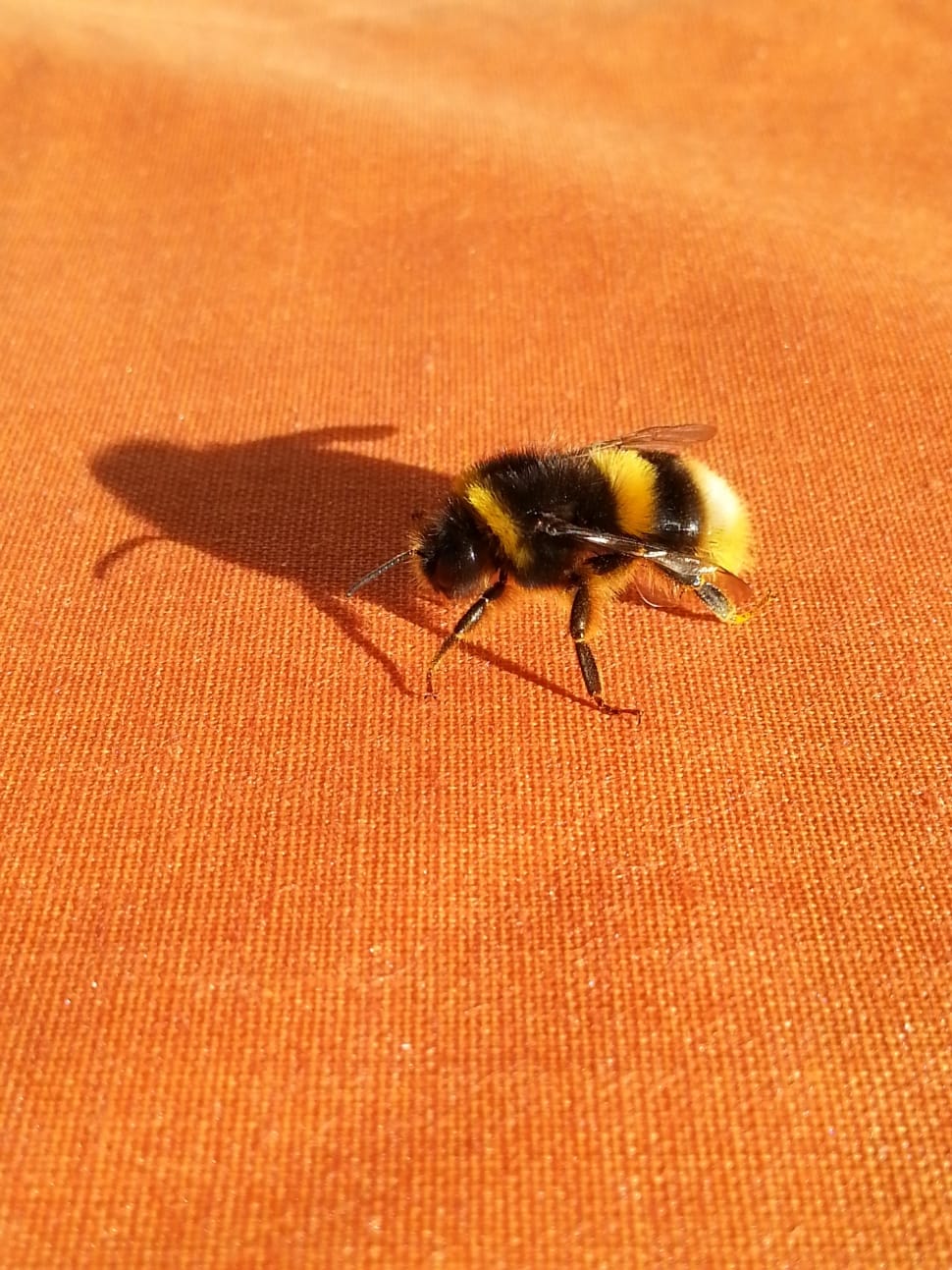 Free download blue and black bee image Peakpx [970x1293] for your Desktop, Mobile & Tablet. Explore Orange And Black Bumblebee Wallpaper. Orange And Black Bumblebee Wallpaper, Black And Orange