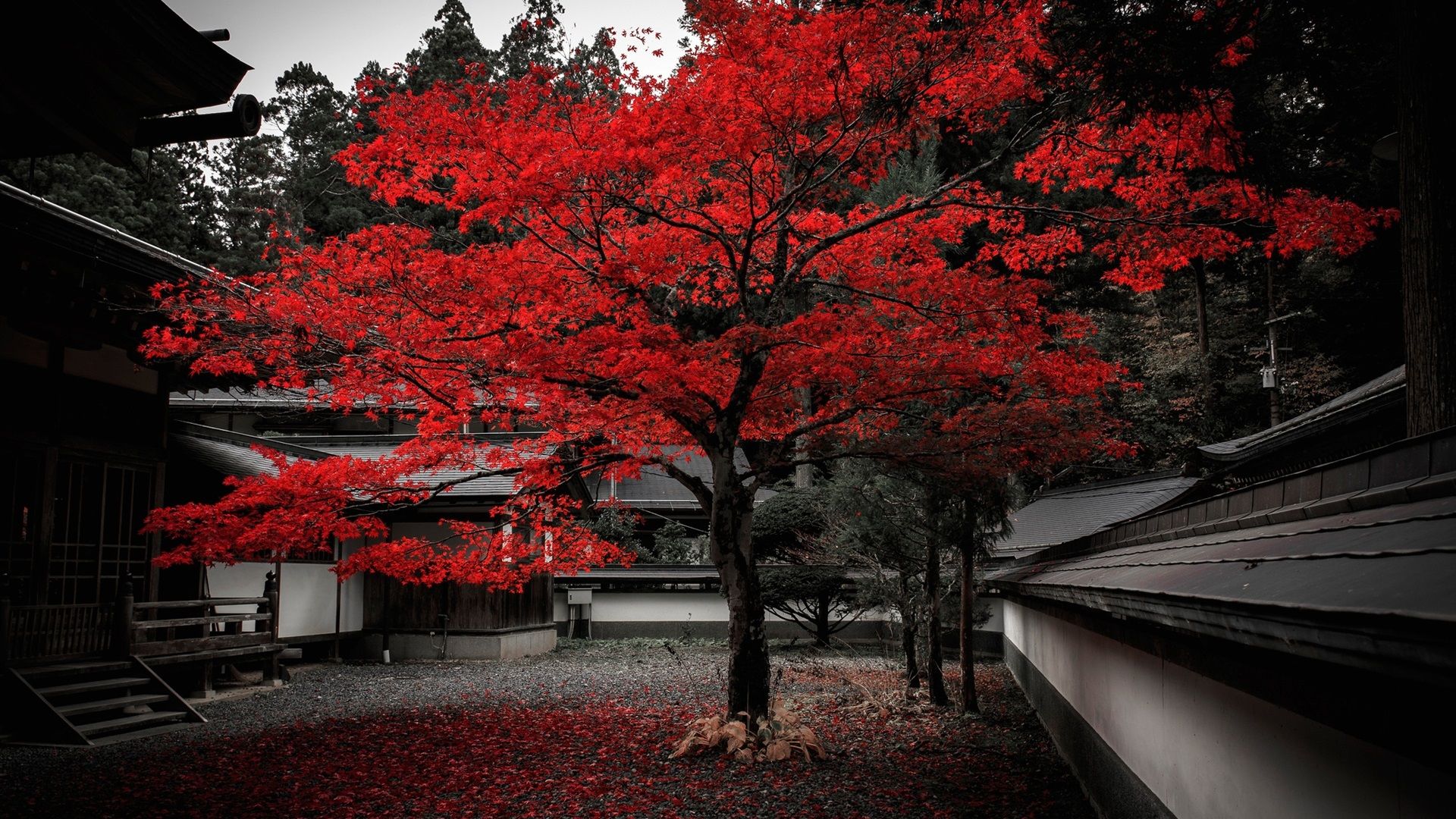 Wallpaper, trees, building, plants, Japan, red leaves, fall 1920x1080
