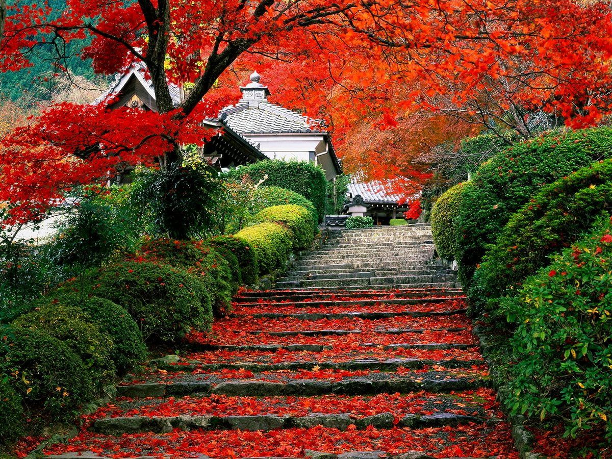 Japan, Nature, Autumn wallpaper. Best Free background