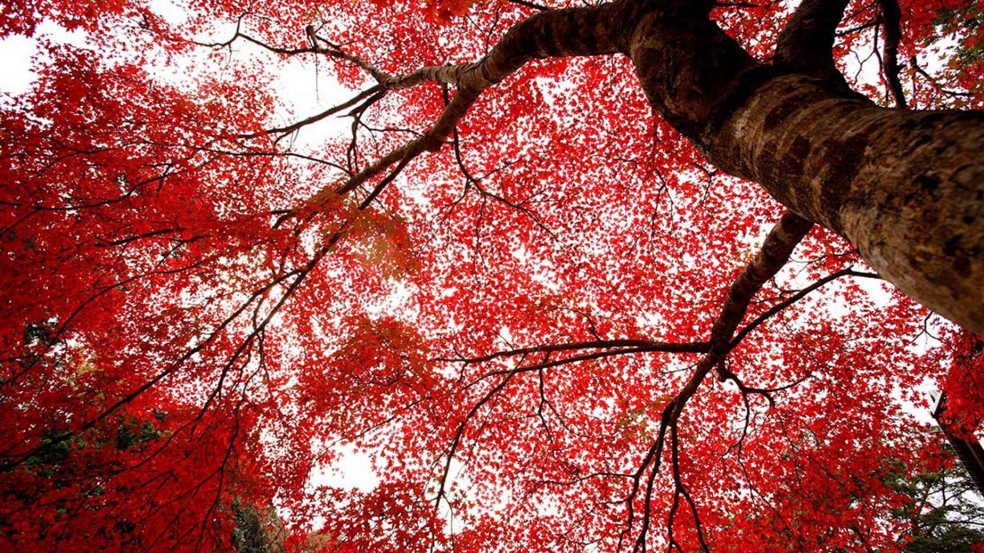 Red Wallpaper Japan