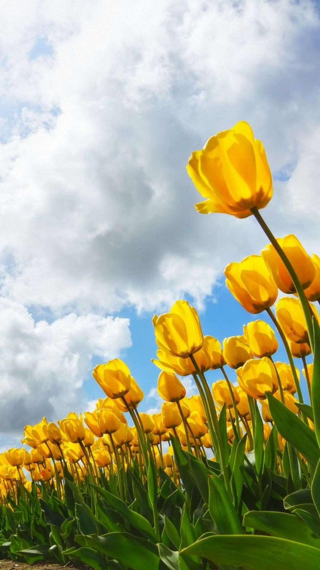 Wallpaper Spring iPhone Wallpaper HD