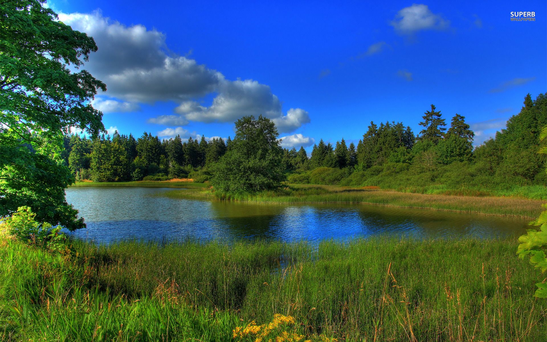 Forest River Summer desktop PC and Mac wallpaper