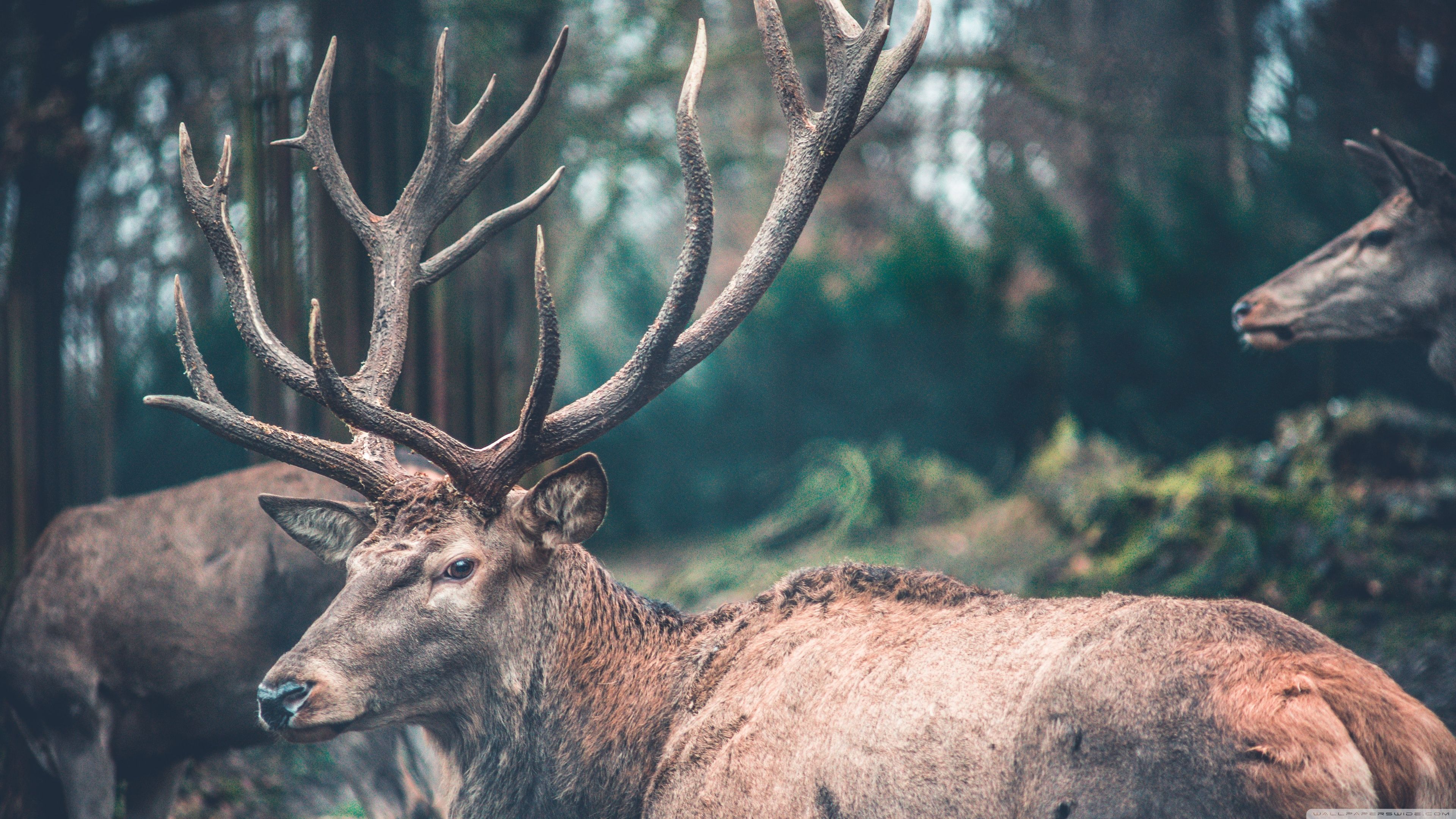 Observing Deer WP 16 9 Ultra HD Desktop Background Wallpaper for 4K UHD TV, Widescreen & UltraWide Desktop & Laptop, Tablet