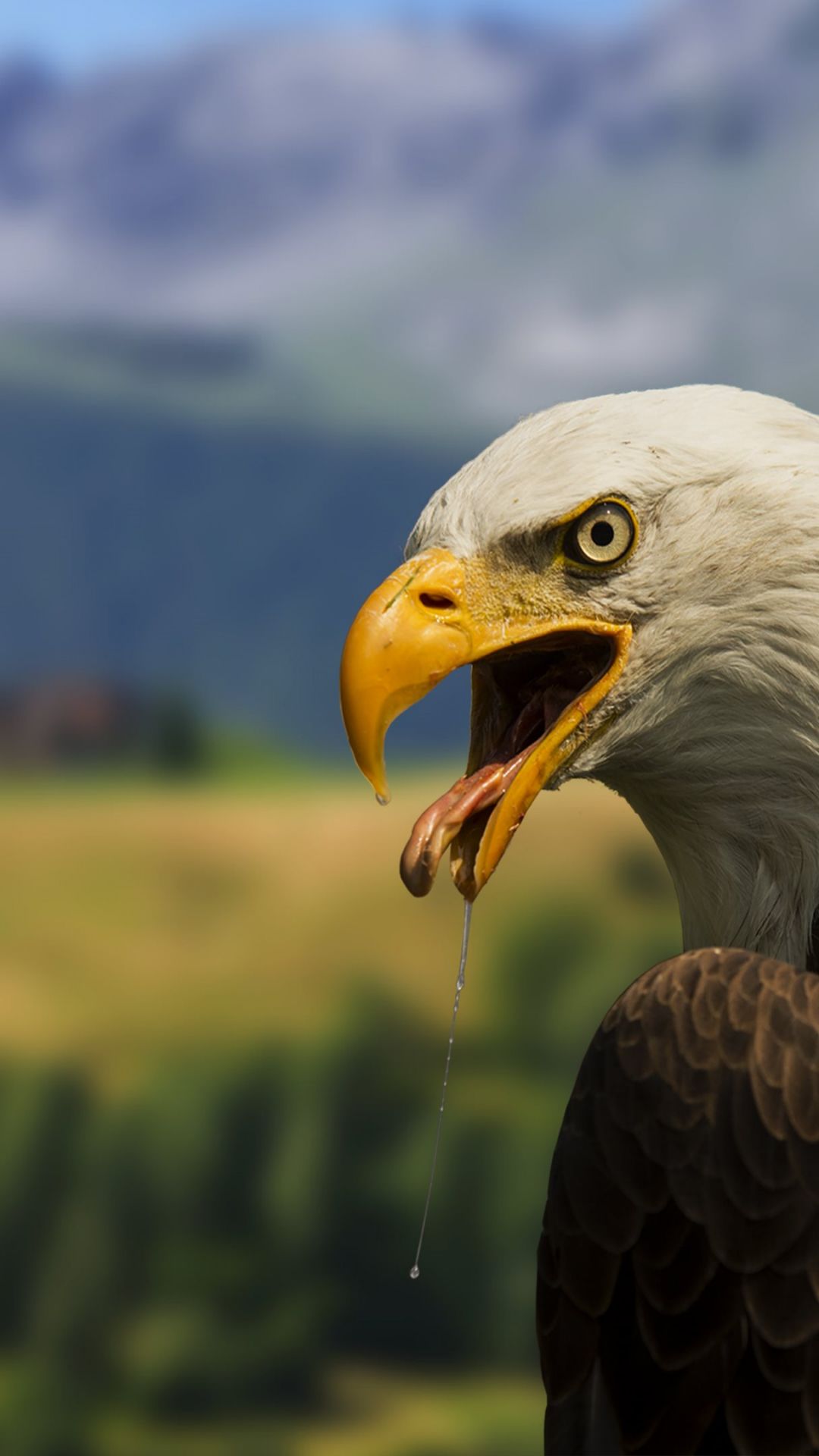 Ultra HD 4K Wallpaper Phone JPG