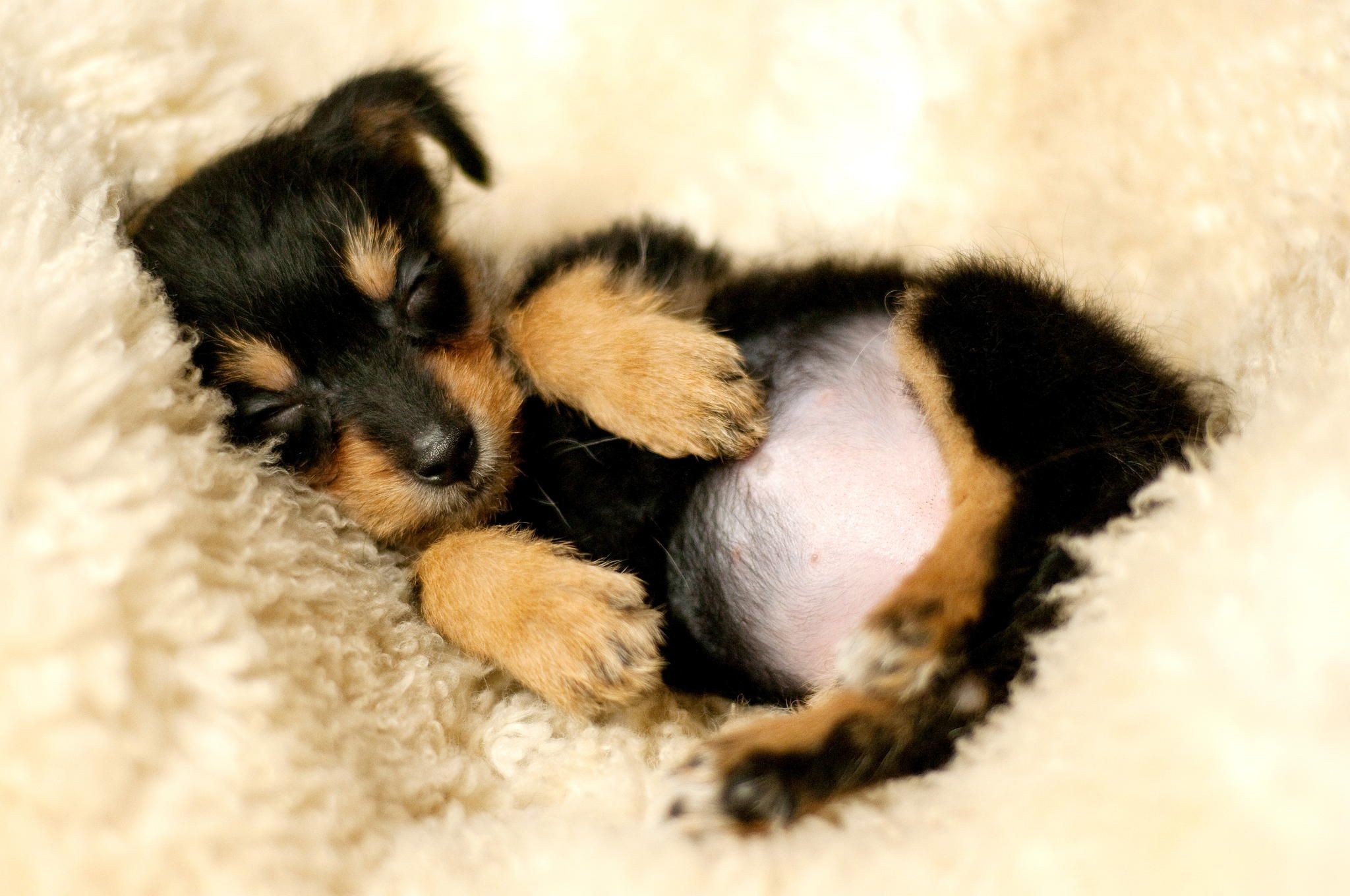 Cute Puppy Background Download Free
